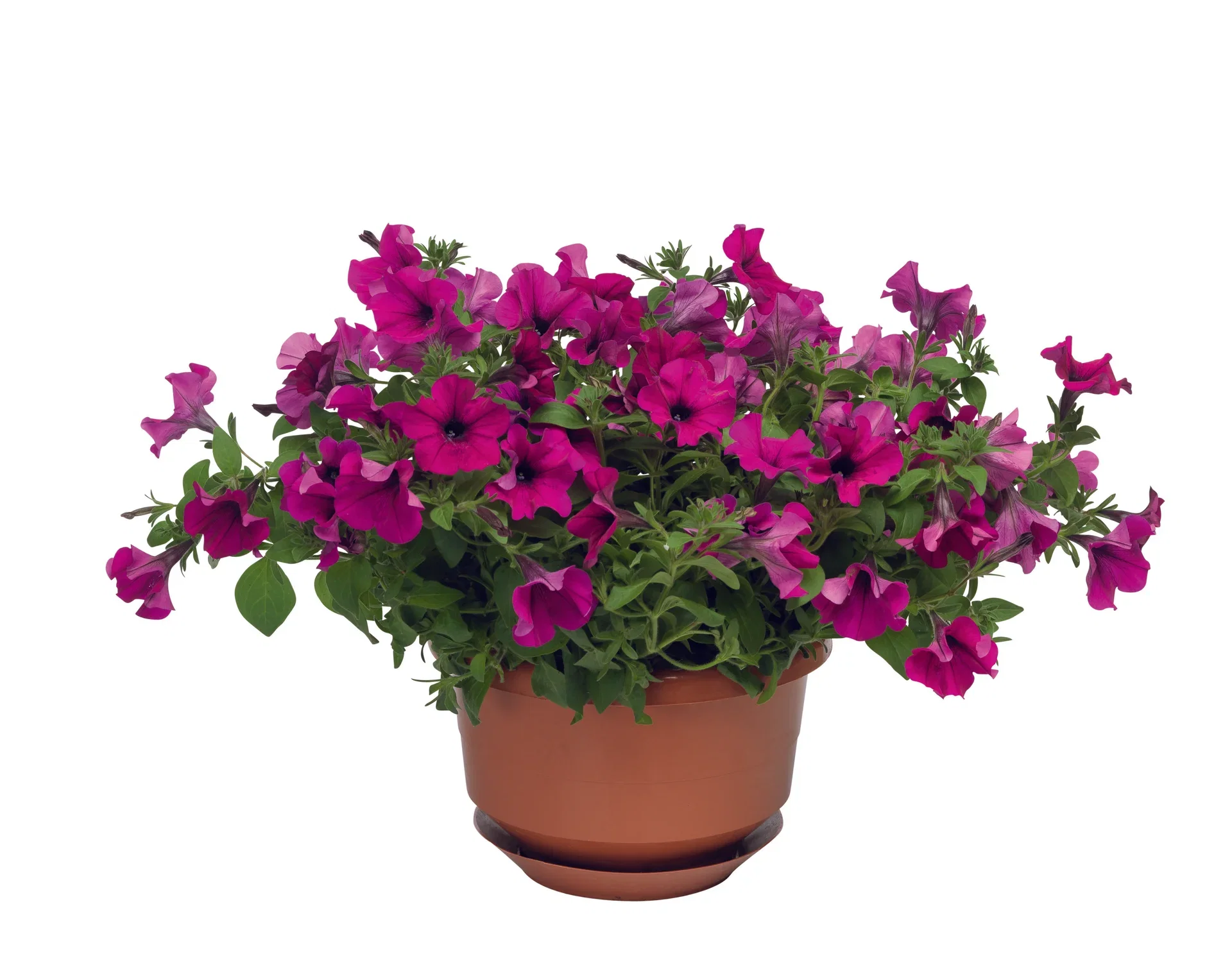 Petunia storblomstret