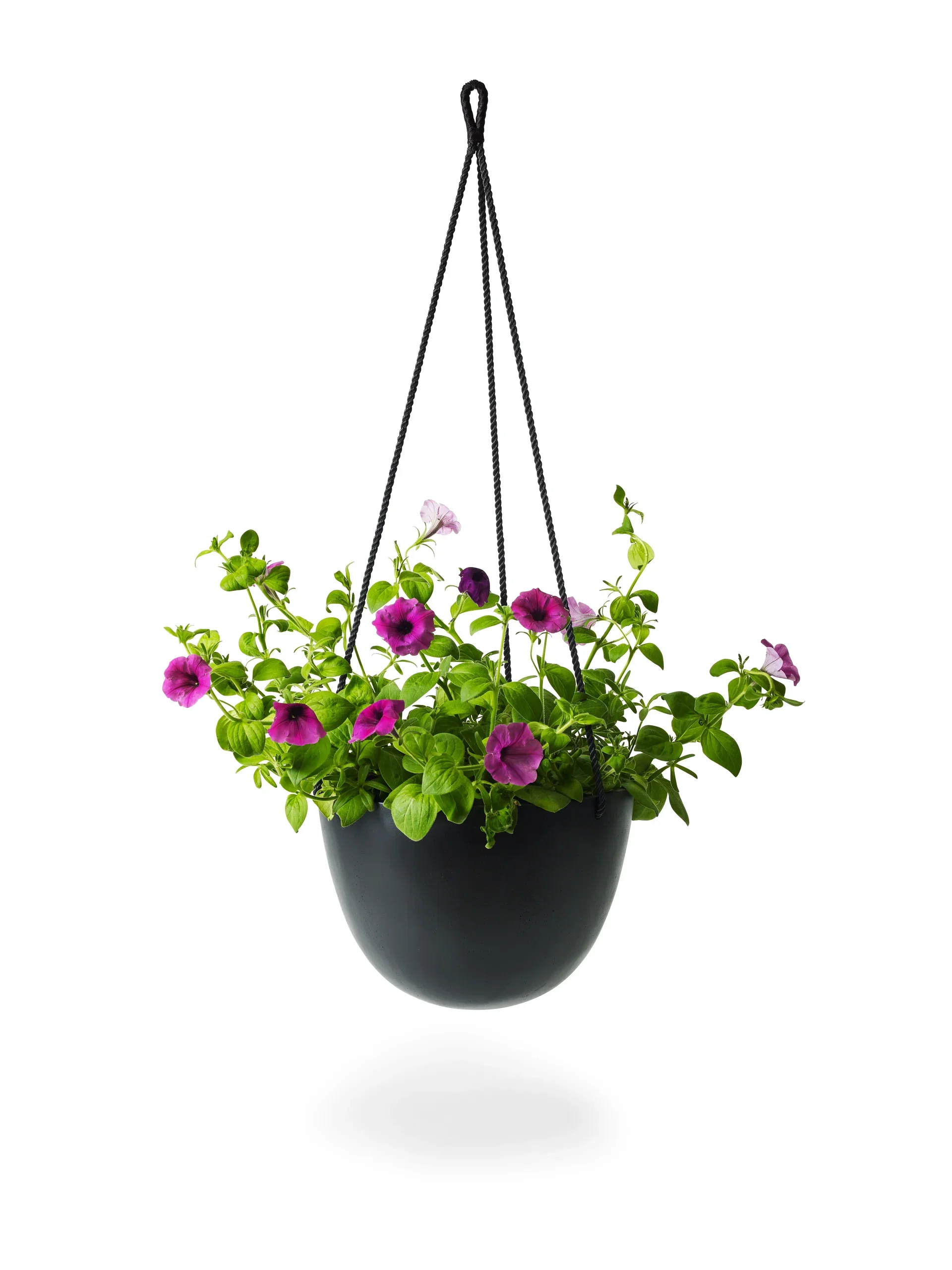 Petunia storblomstret