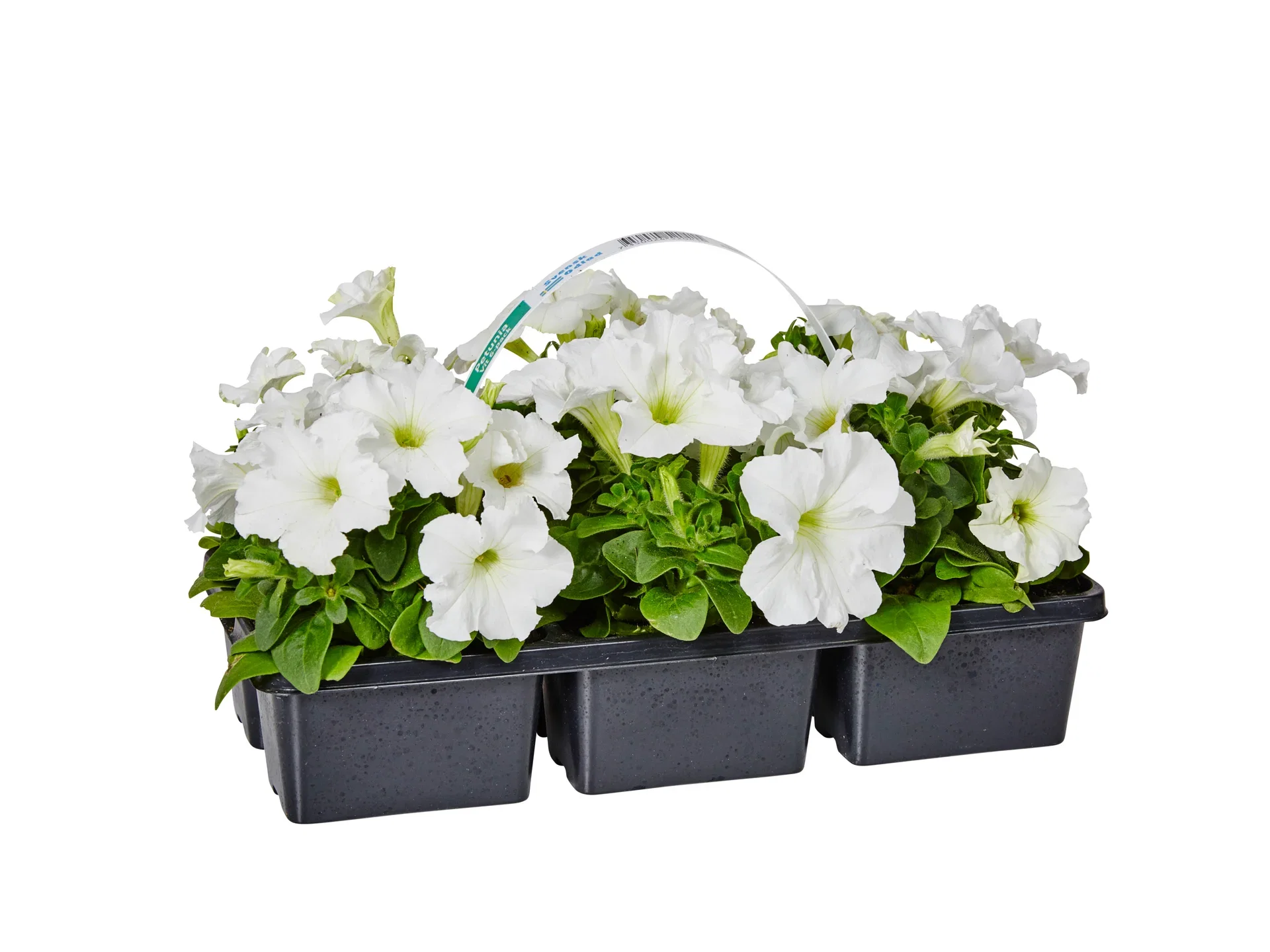 Petunia Blue 6-pack