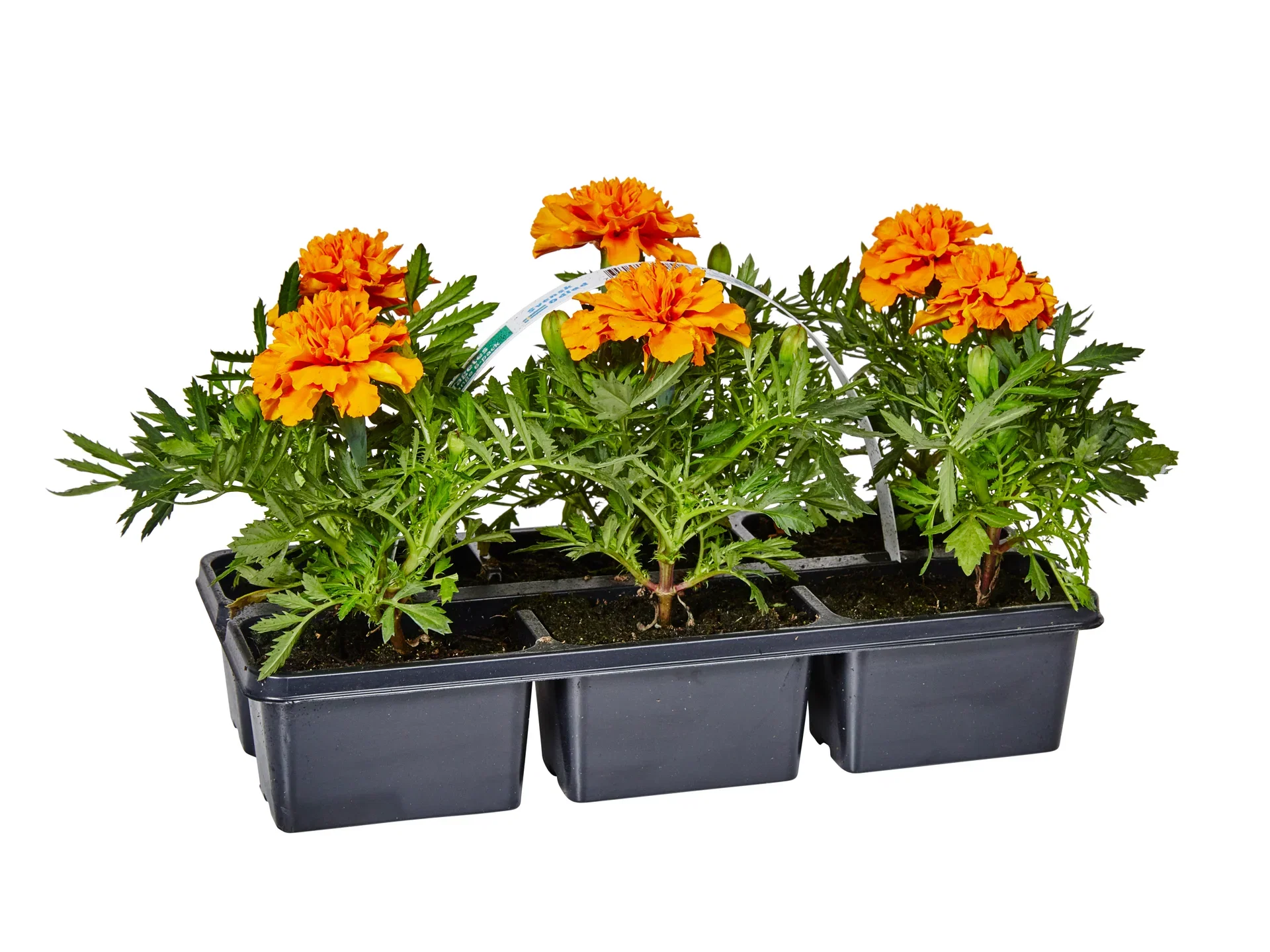 Tagetes Orange 6-pack