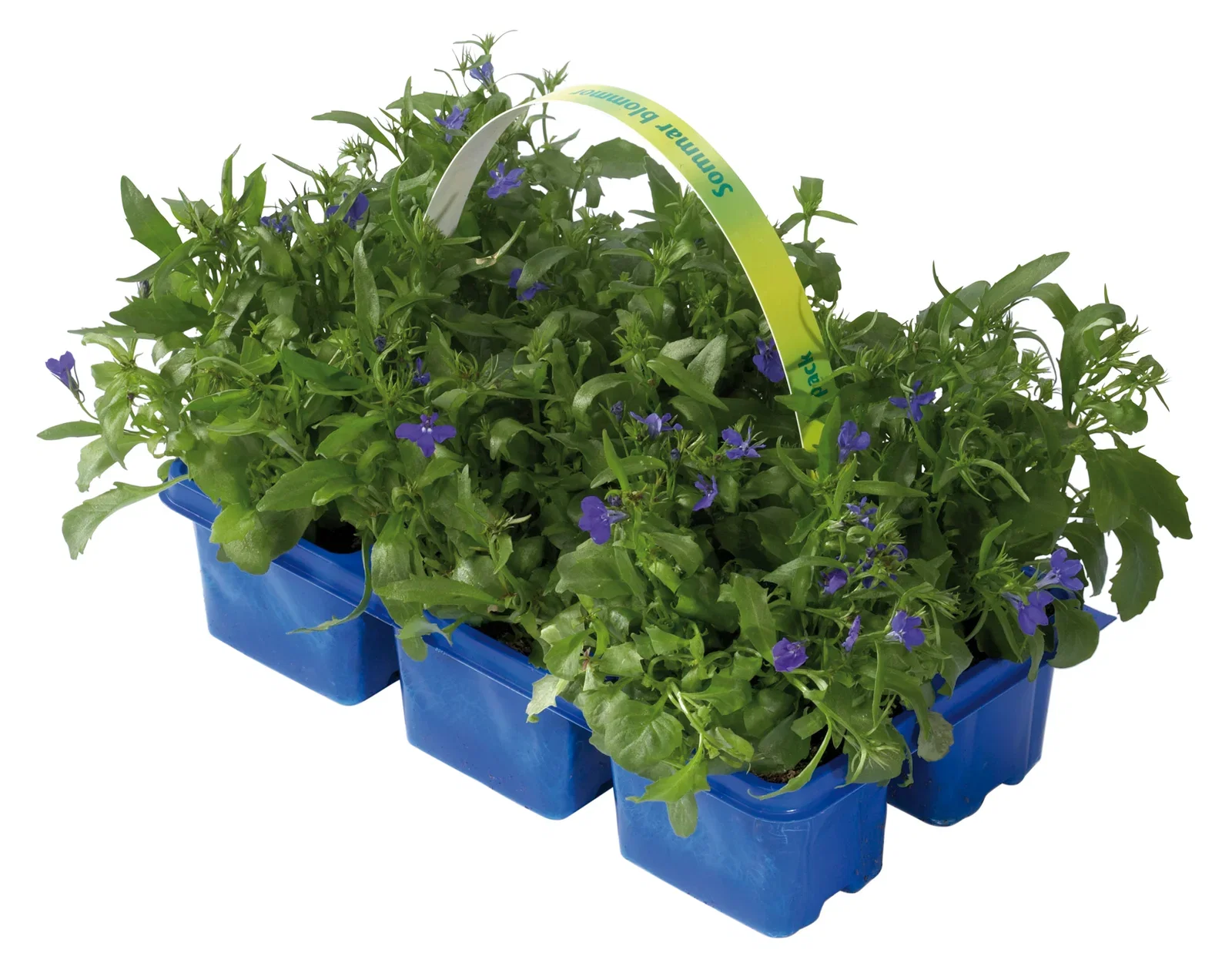 Lobelia 'Cascade Blue'