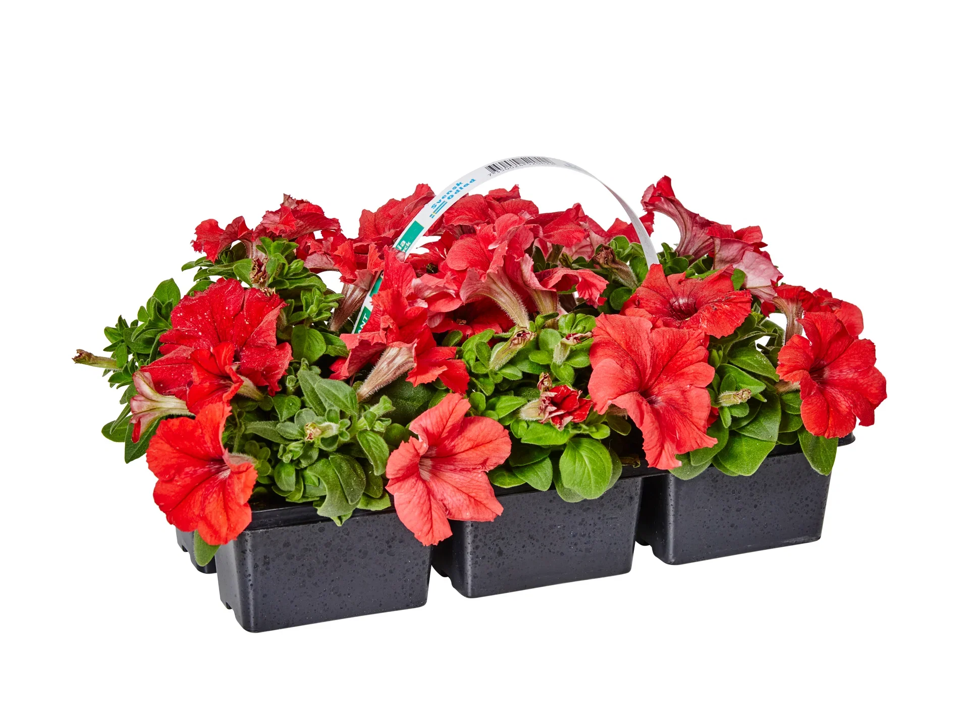 Petunia Blue 6-pack