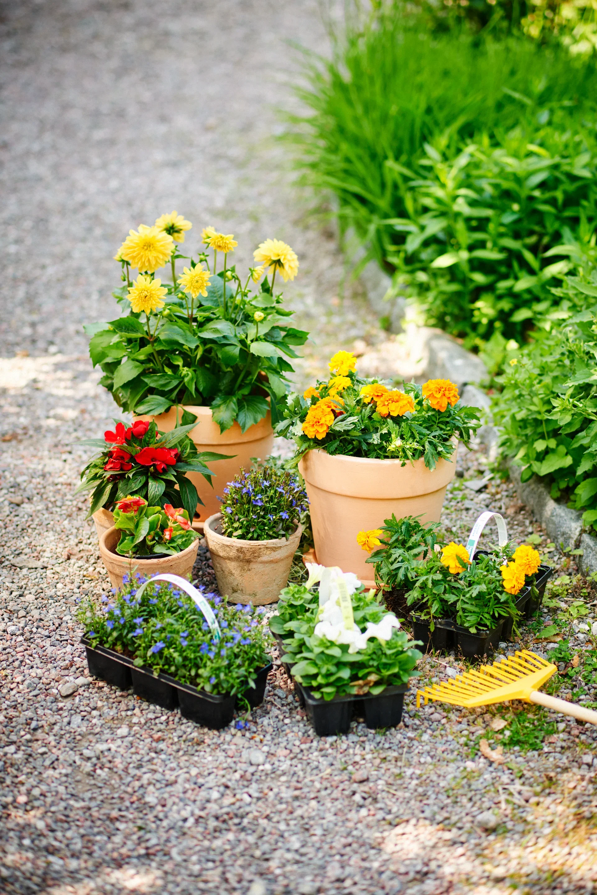 Tagetes Orange 6-pack