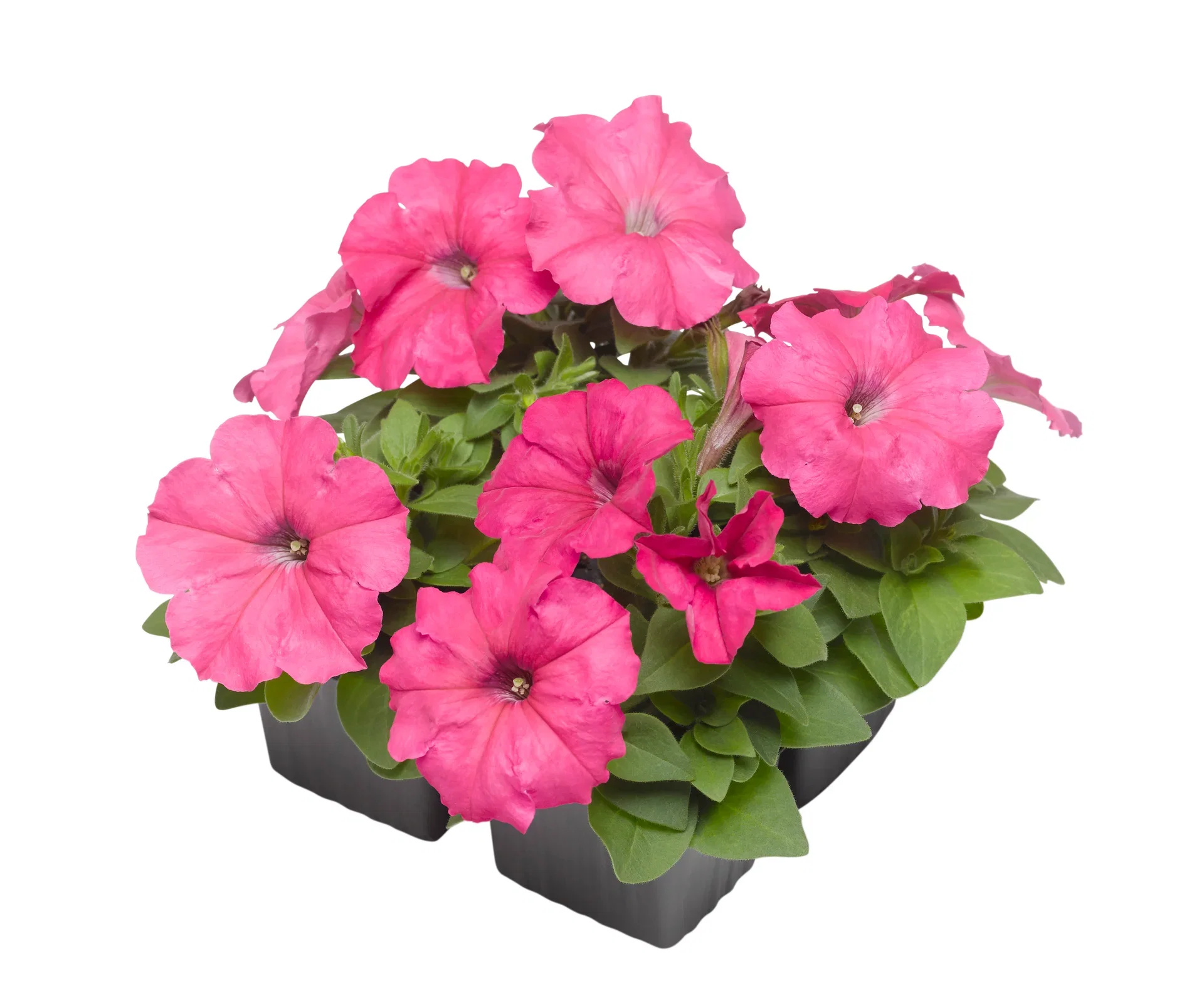 Petunia Blue 6-pack