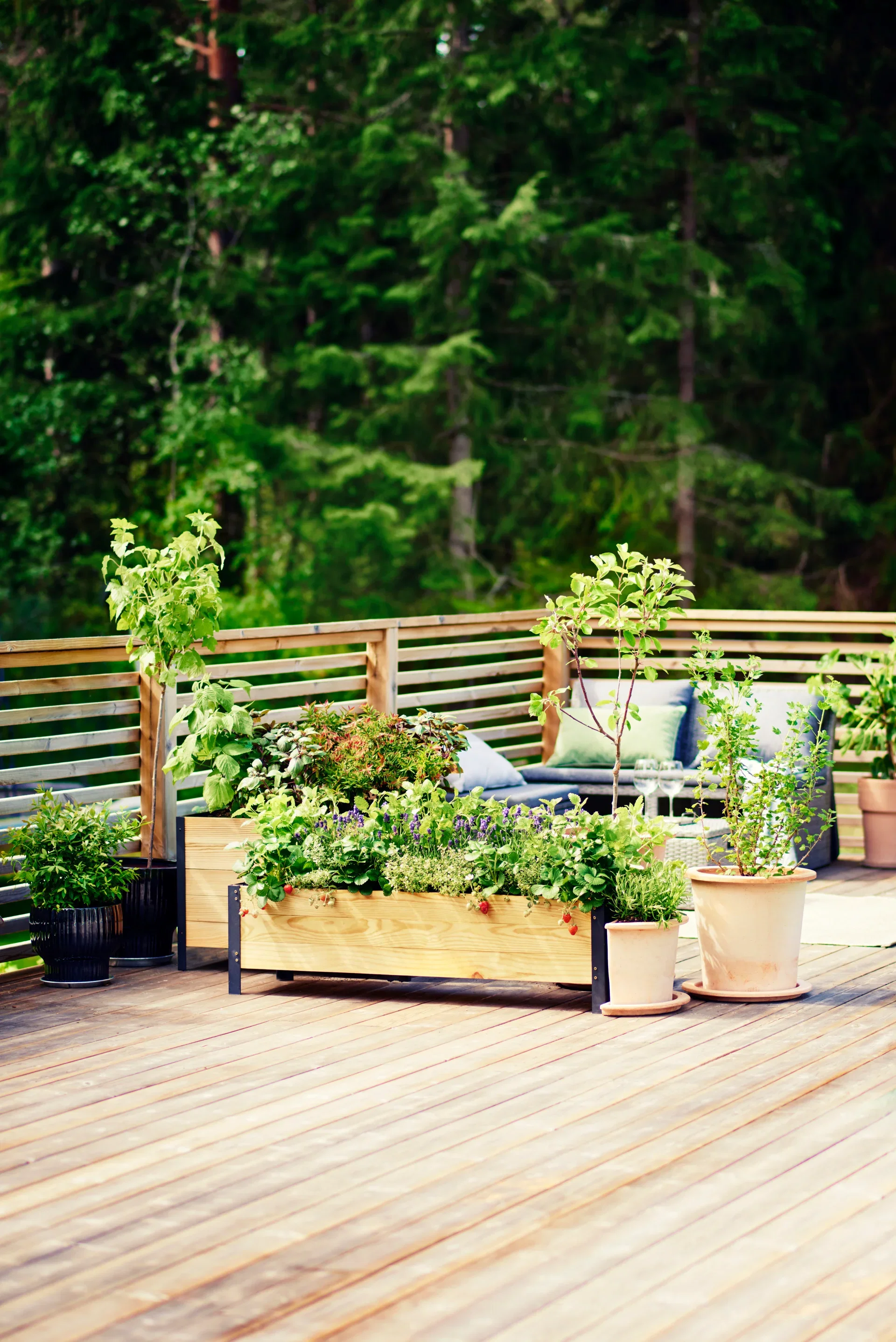 Lobelia 'Cascade Blue'
