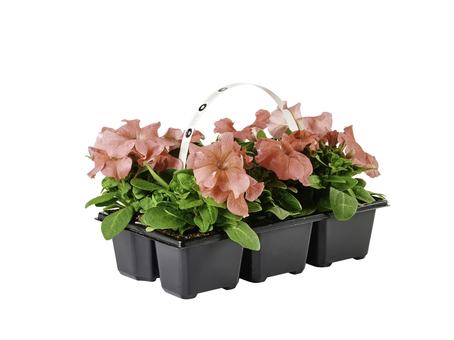 Petunia Blue 6-pack