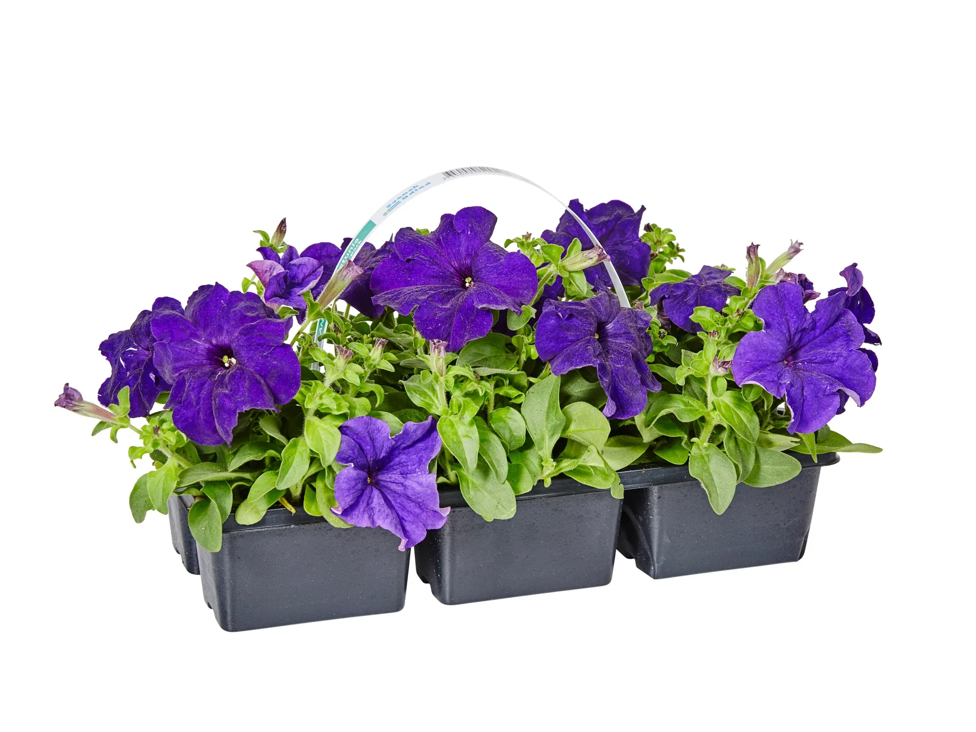 Petunia Blue 6-pack
