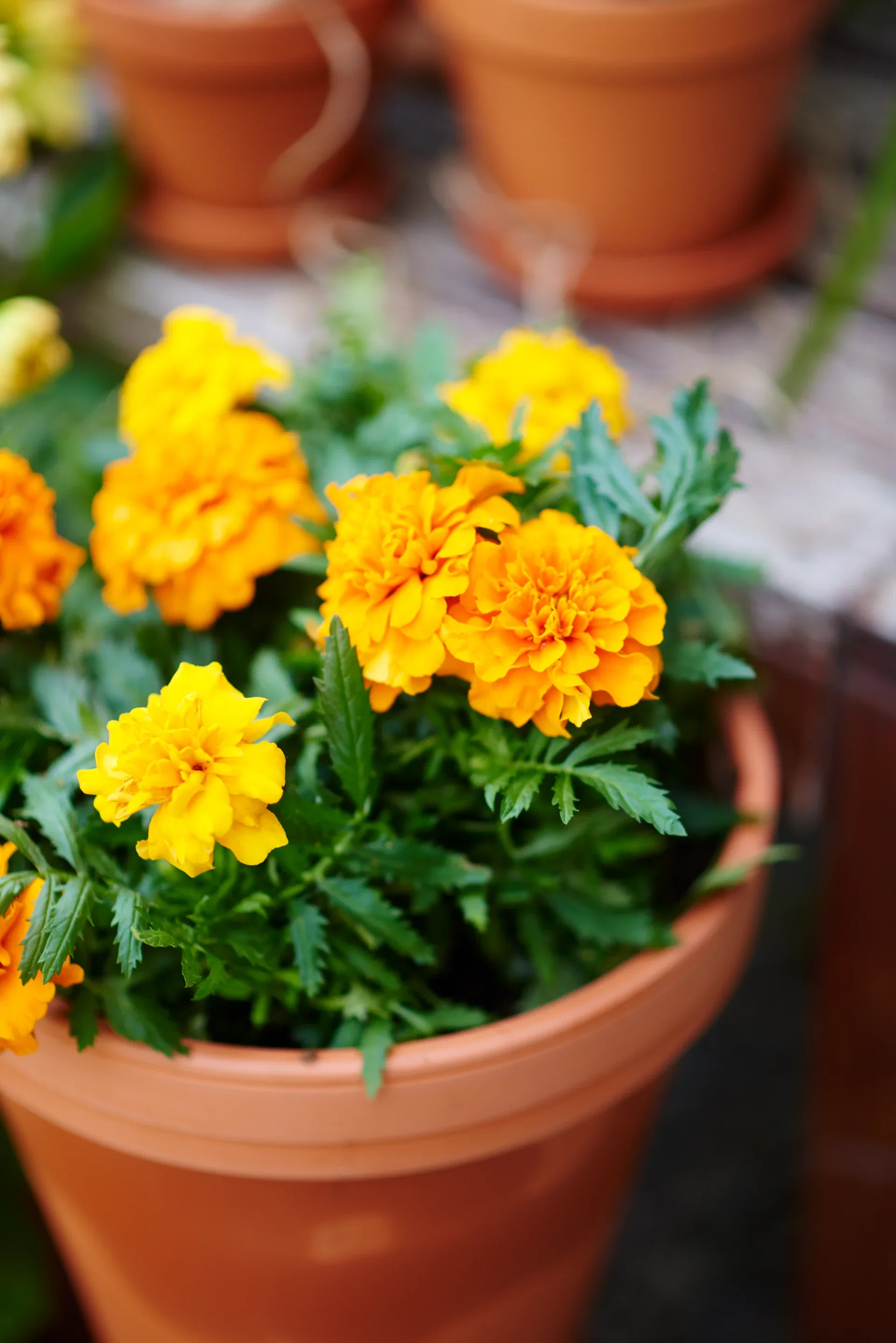 Tagetes Orange 6-pack