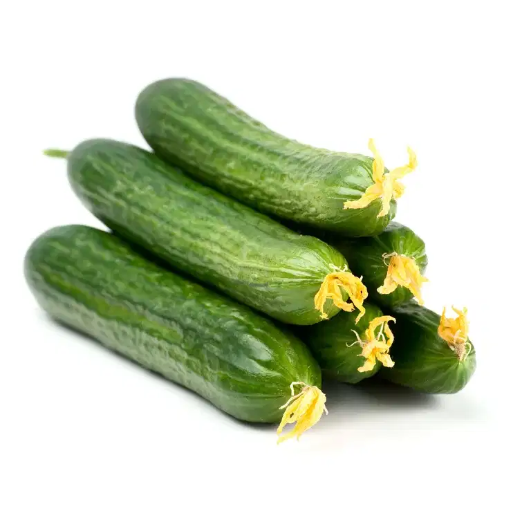 Cucumis 6 cm