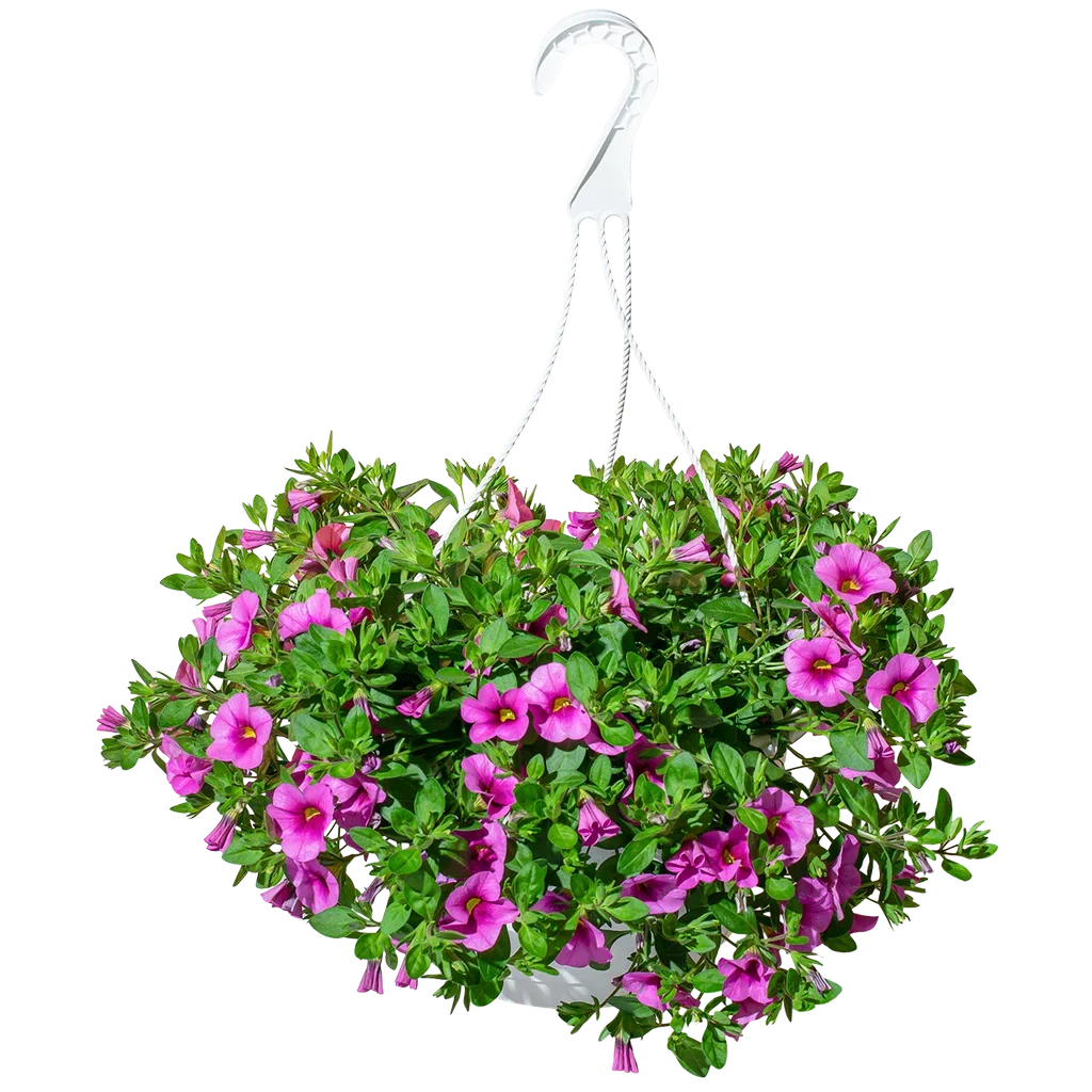 Petunia storblomstret