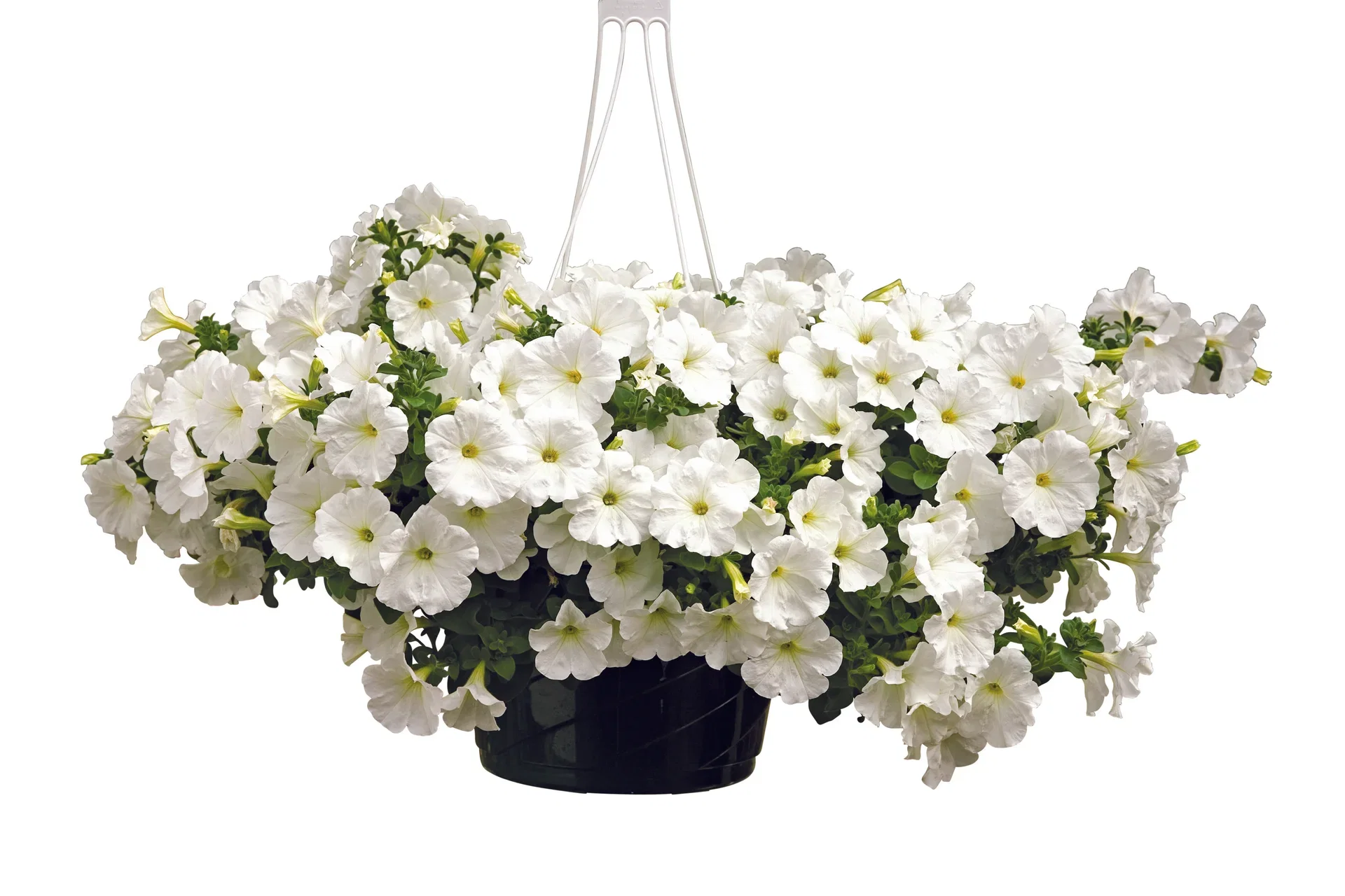 Petunia storblomstret