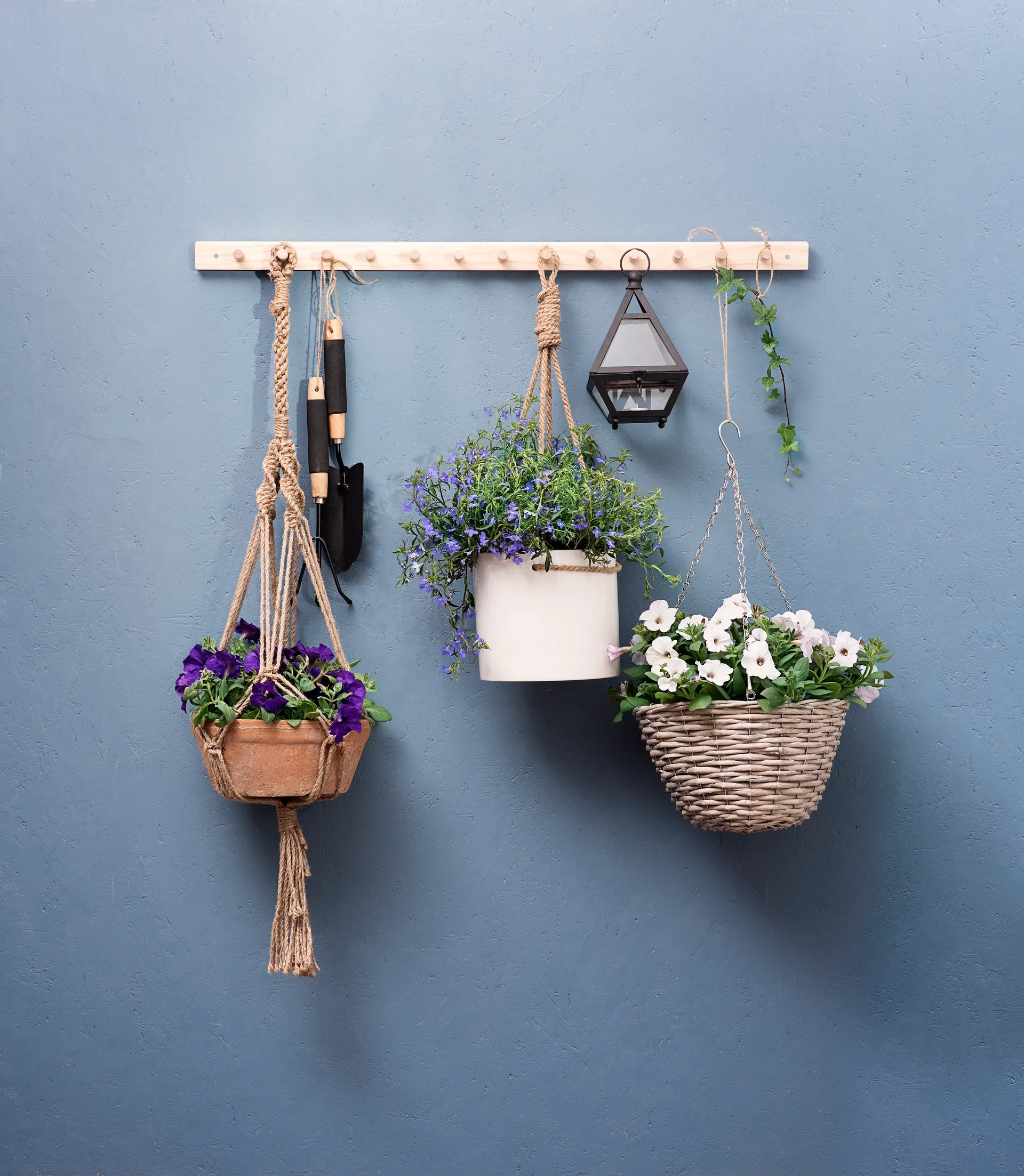 Petunia storblomstret