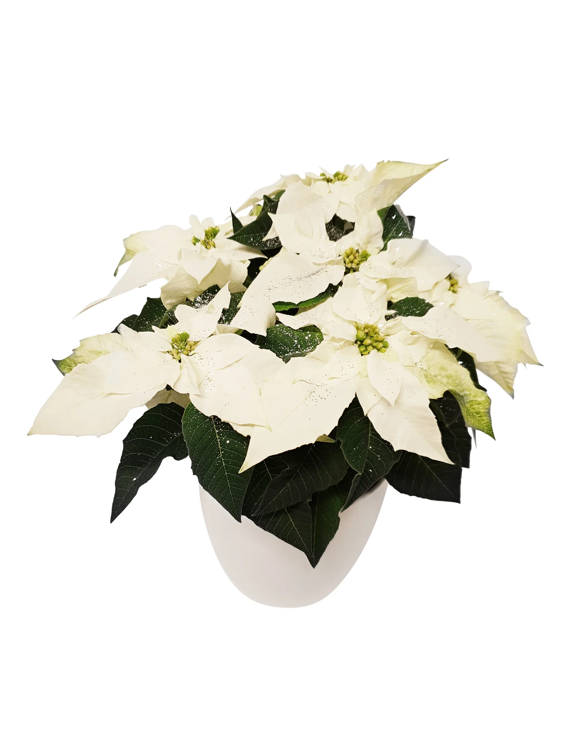 Høststjerne 'Princettia White'