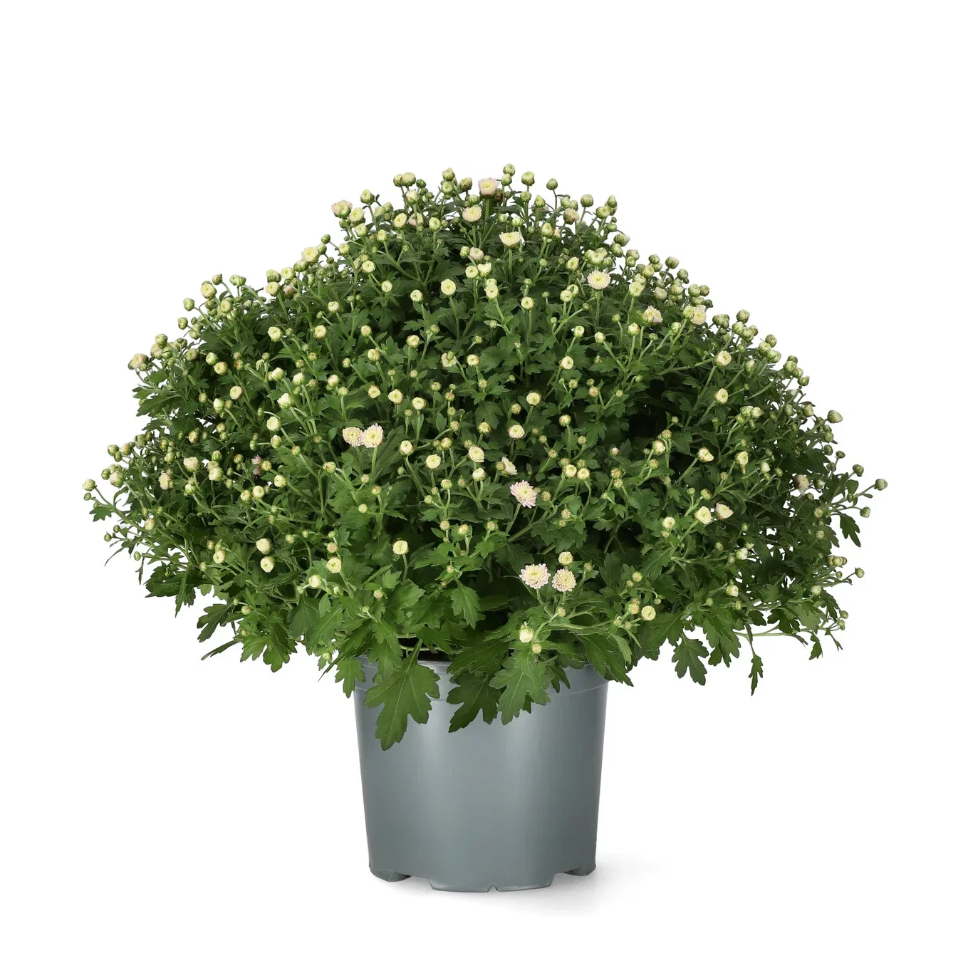 Frilandskrysantemum
