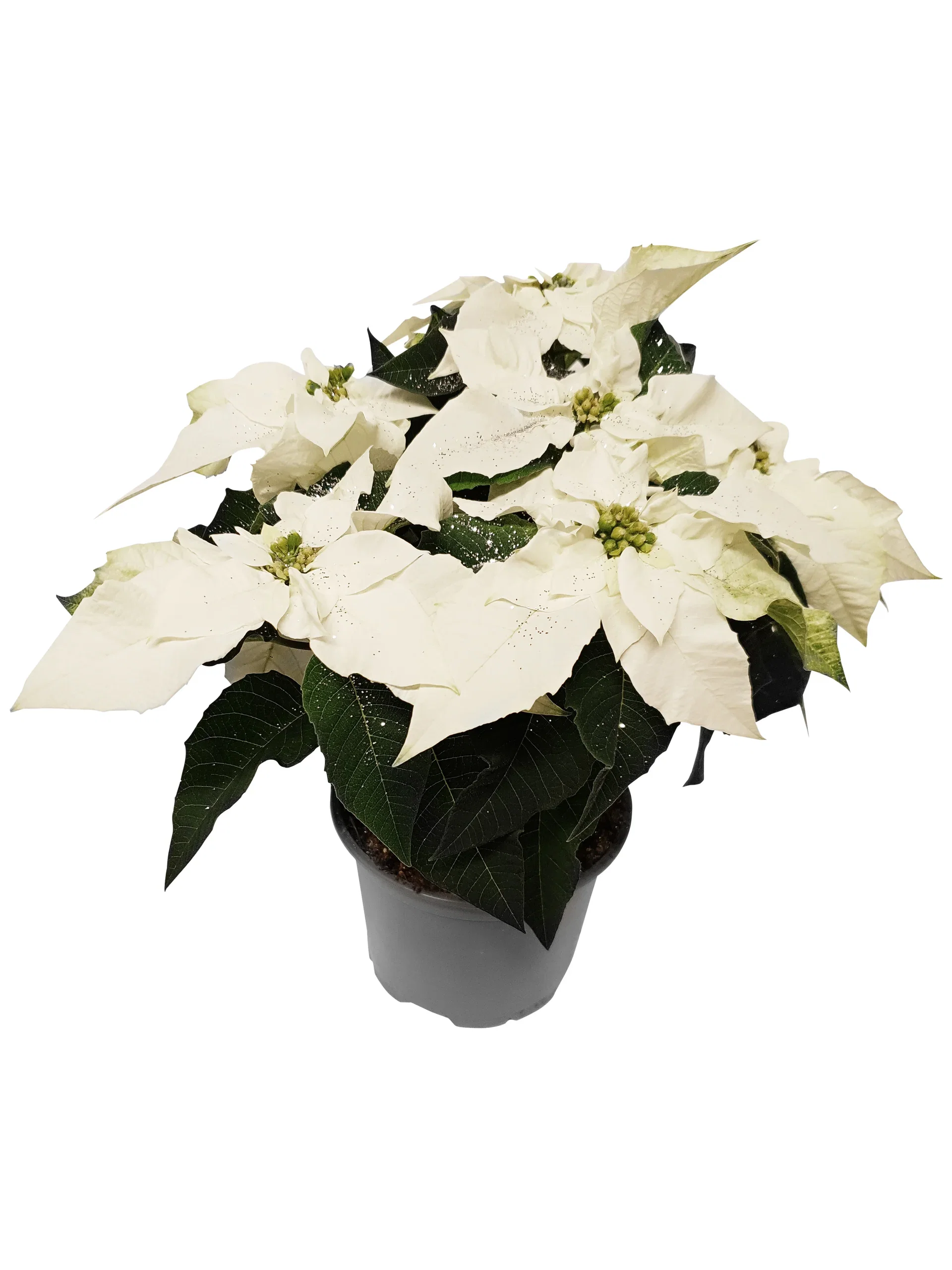 Høststjerne 'Princettia White'