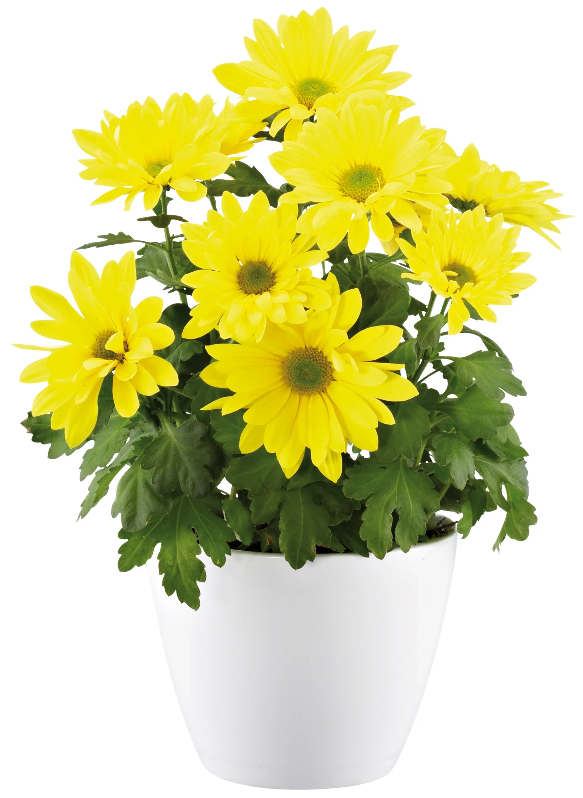 Dendranthema 3-plant Easter 12 cm