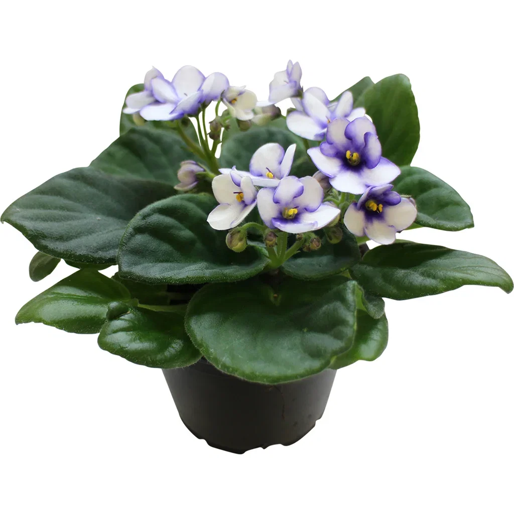 Saintpaulia 'Ionantha'
