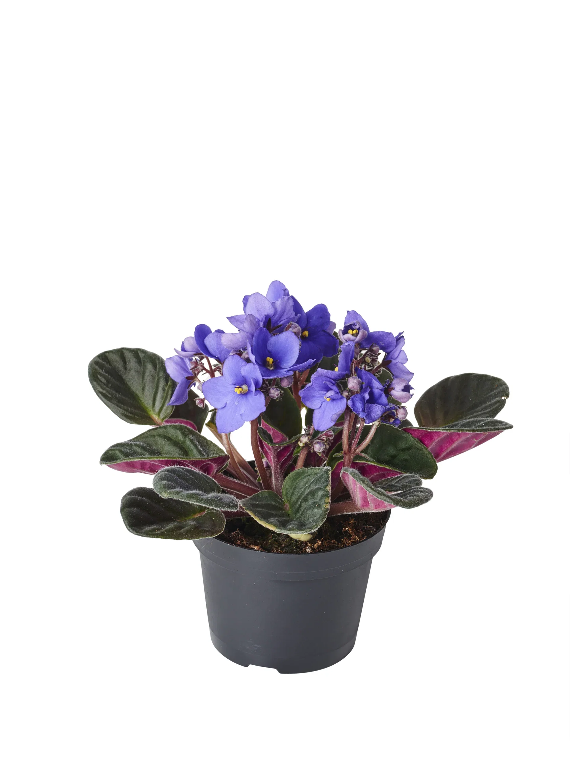 Saintpaulia 'Ionantha'