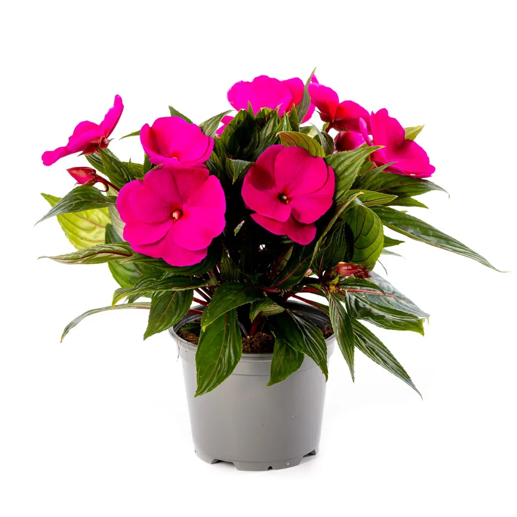 Praktspringfrø ‘New Guinea’