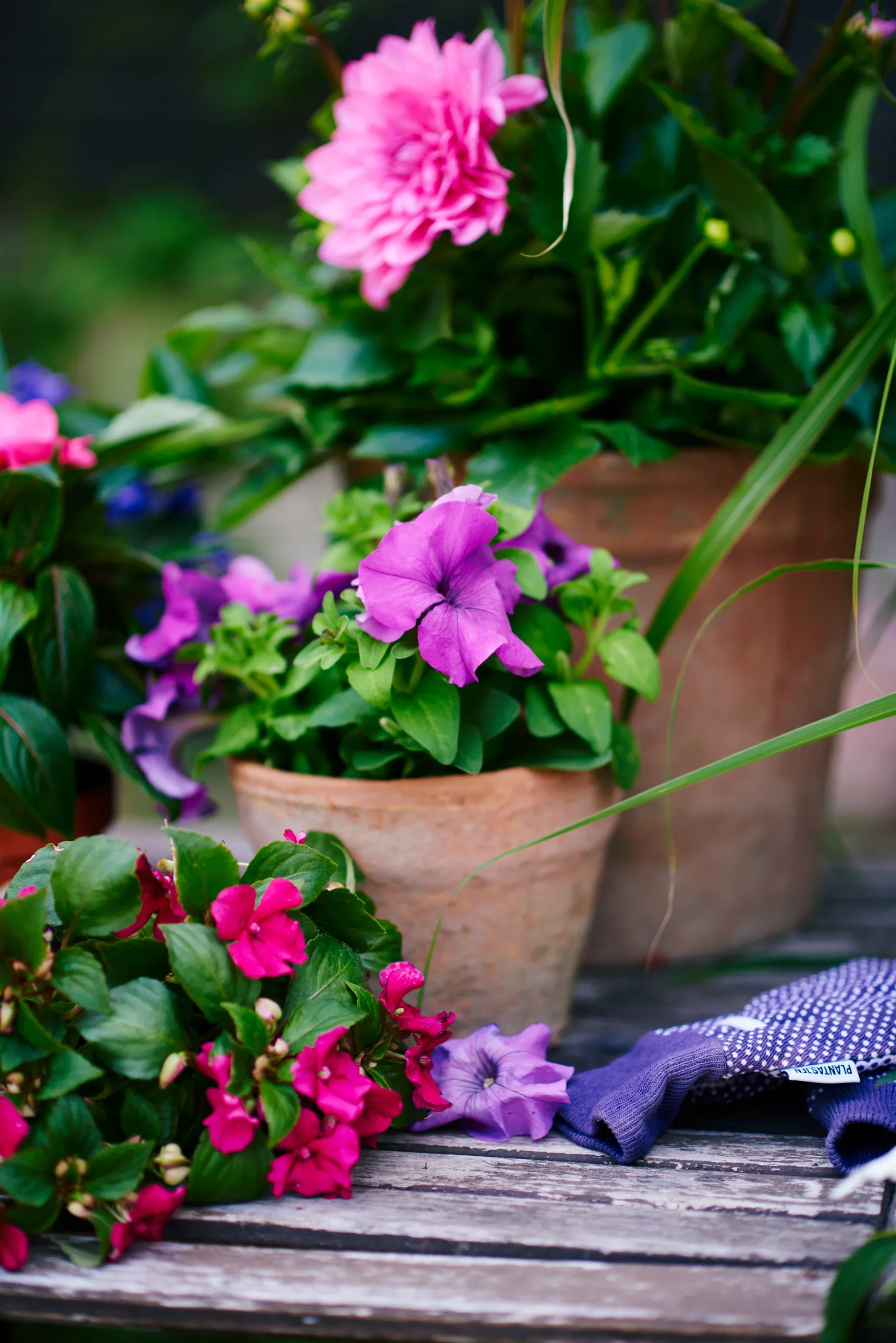 Praktspringfrø ‘New Guinea’