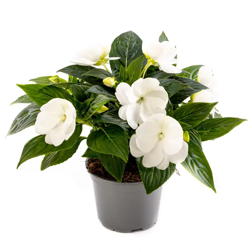 Impatiens N.G. White 12 cm