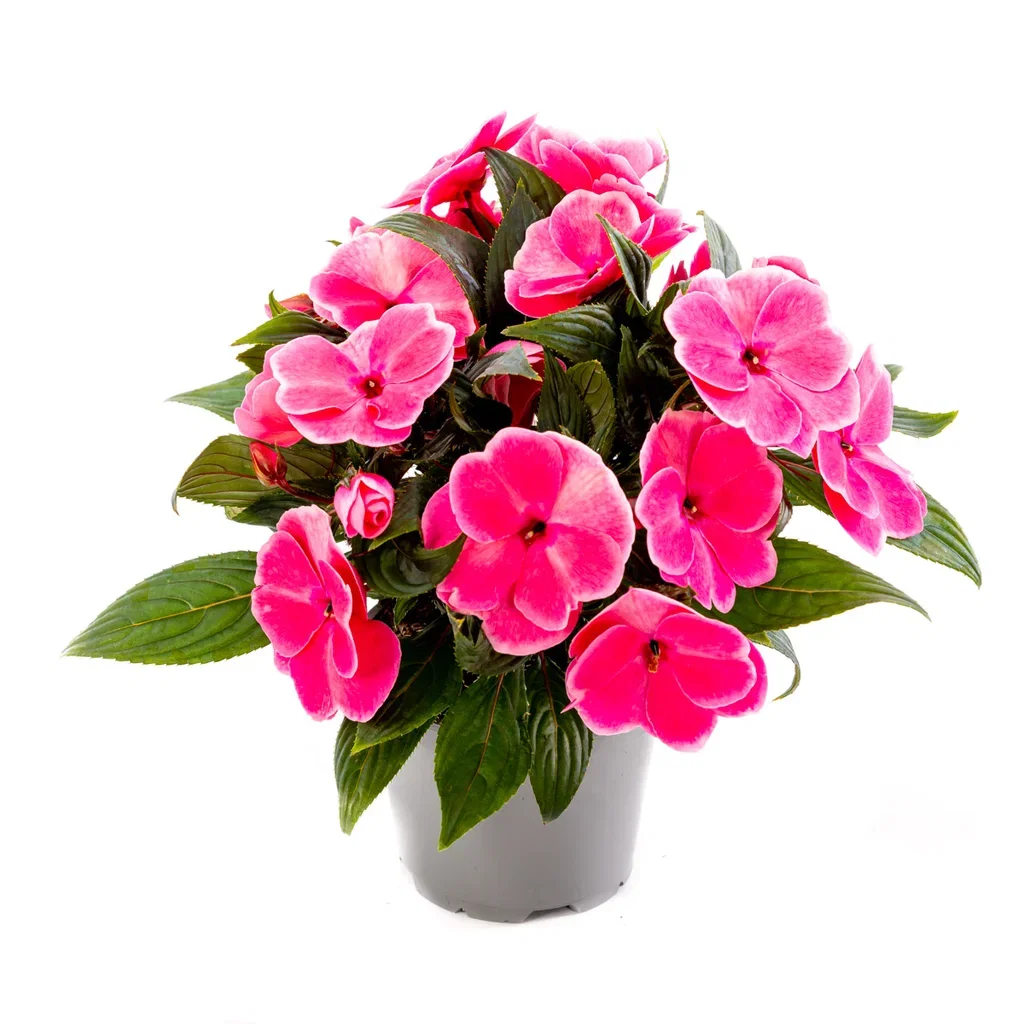 Praktspringfrø ‘New Guinea’