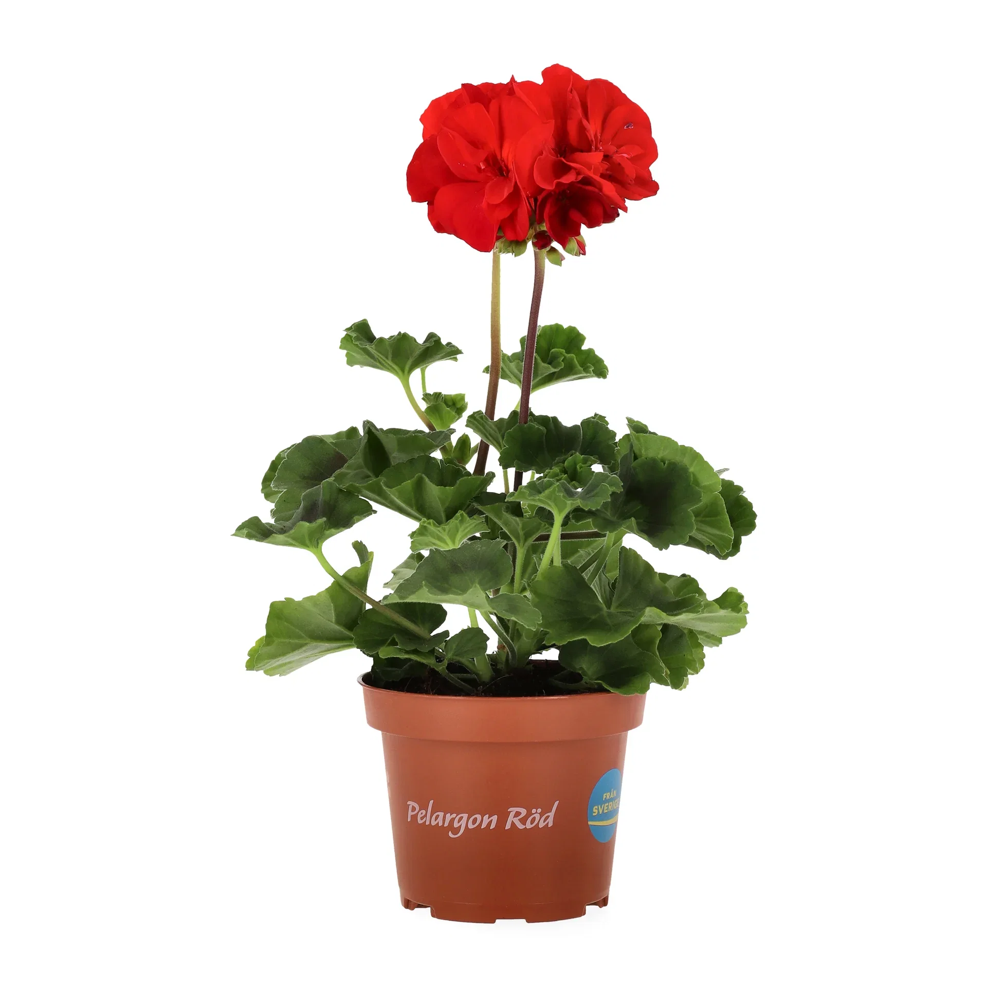 Pelargonia zonale