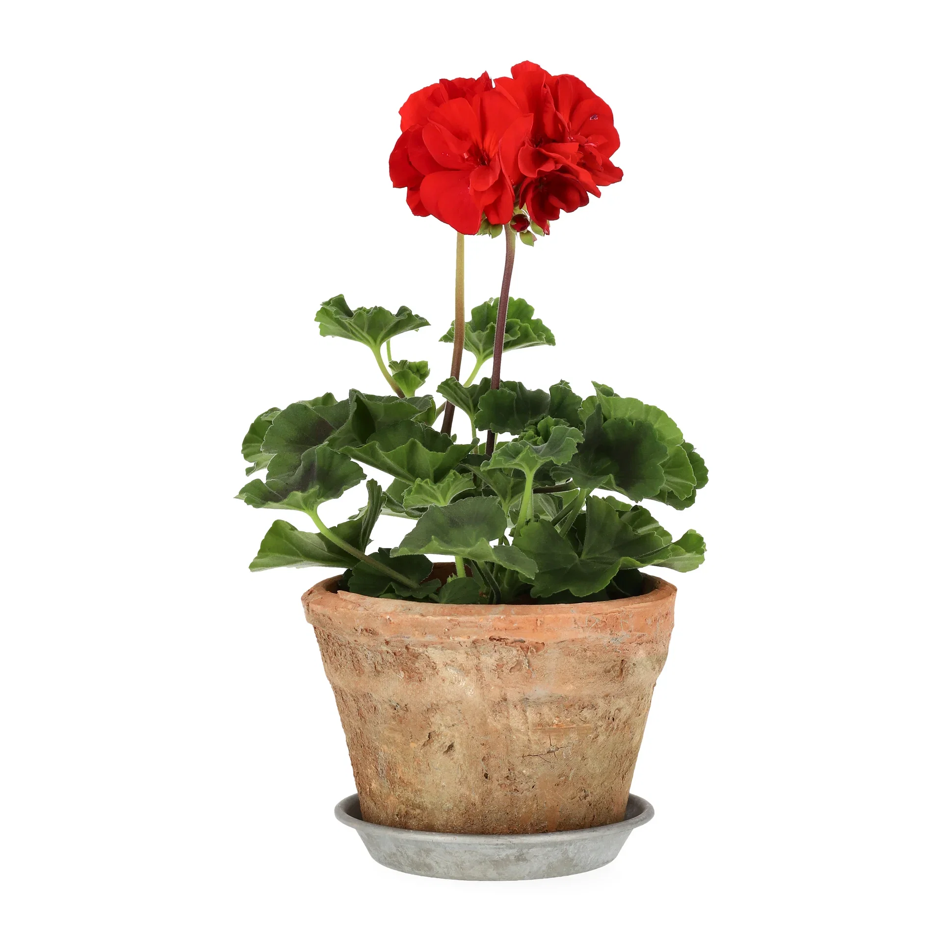 Pelargonia zonale