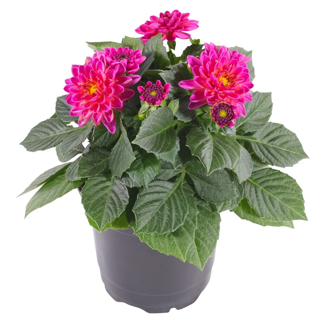 Georgine med fylte blomster