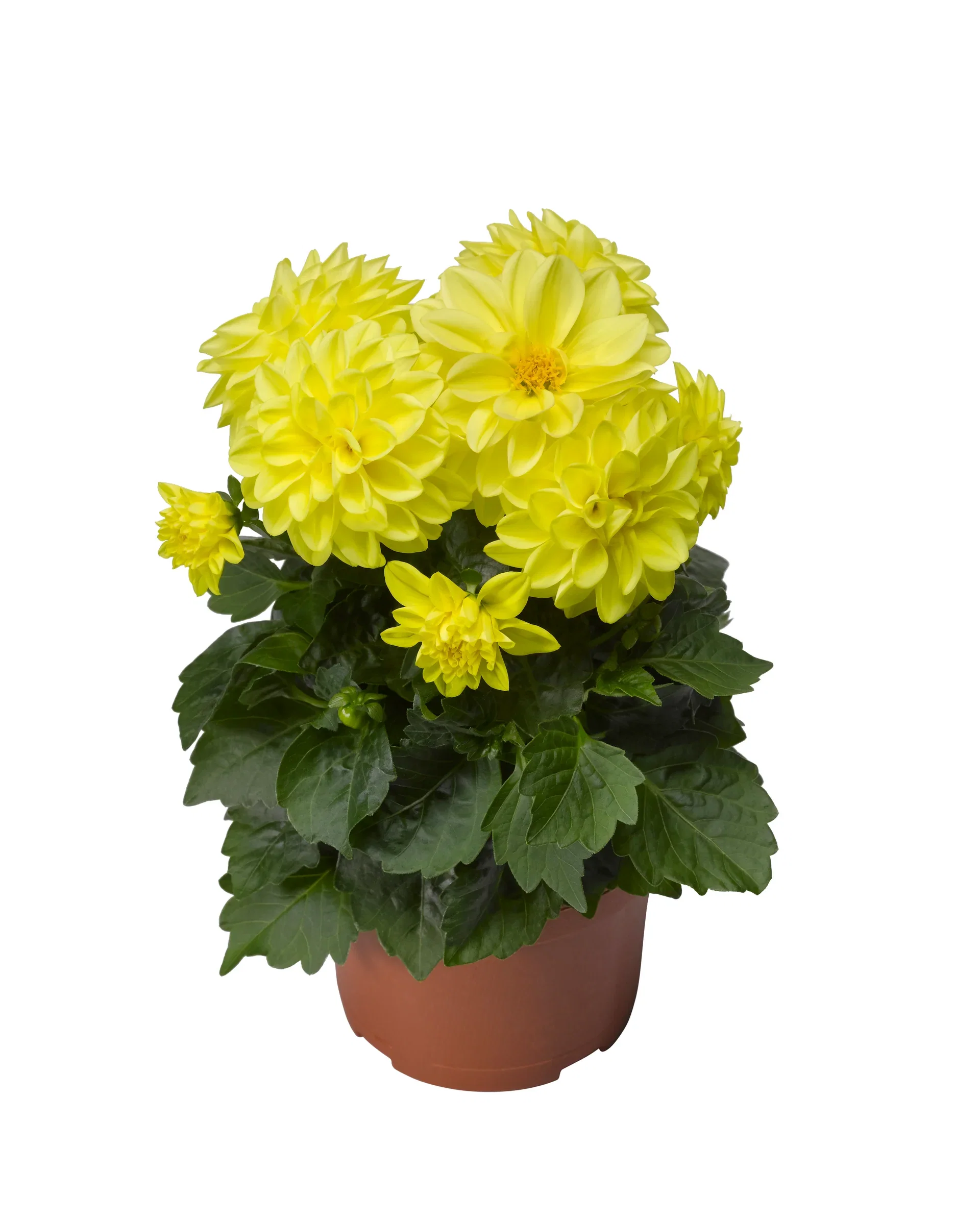 Georgine med fylte blomster