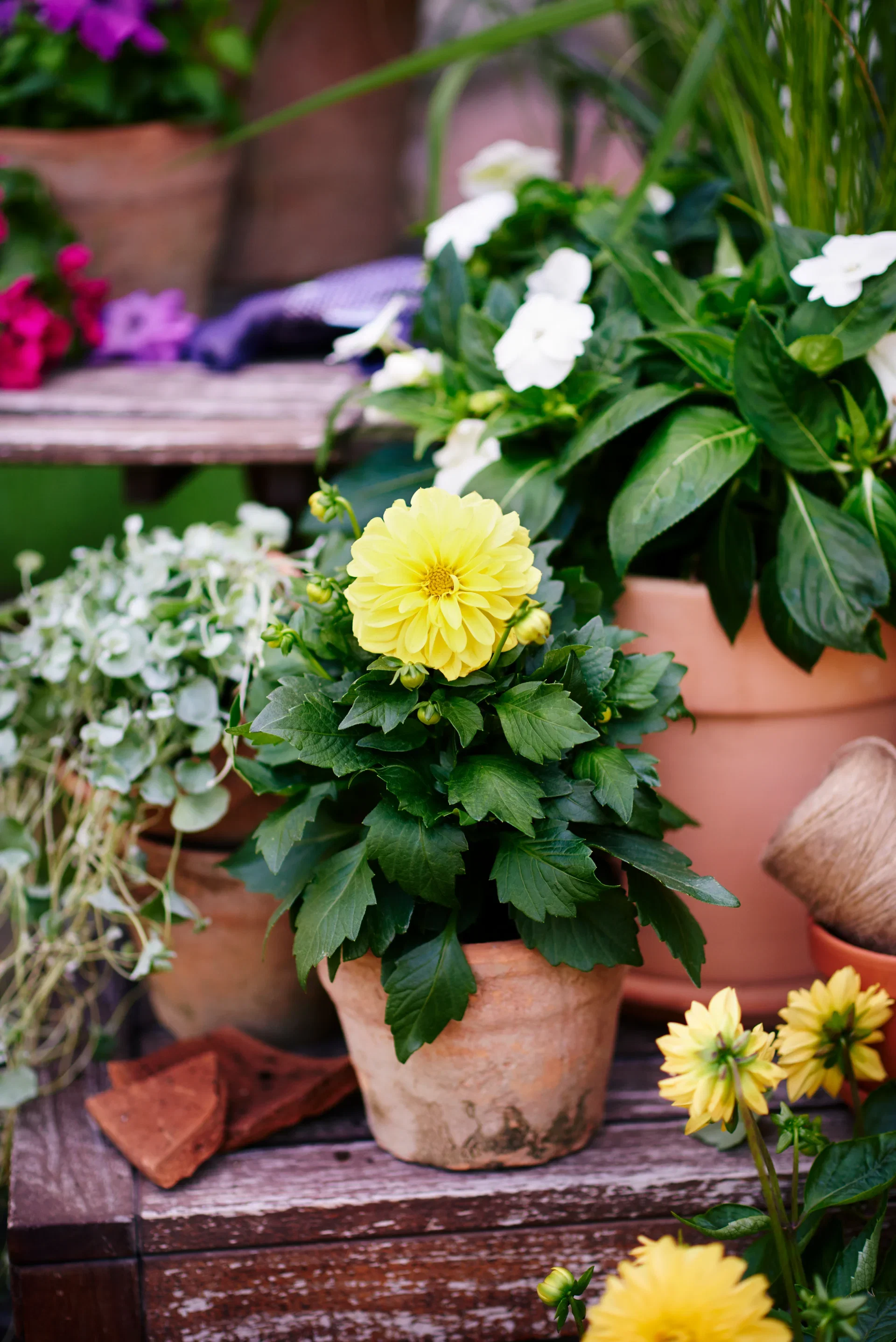 Georgine med fylte blomster