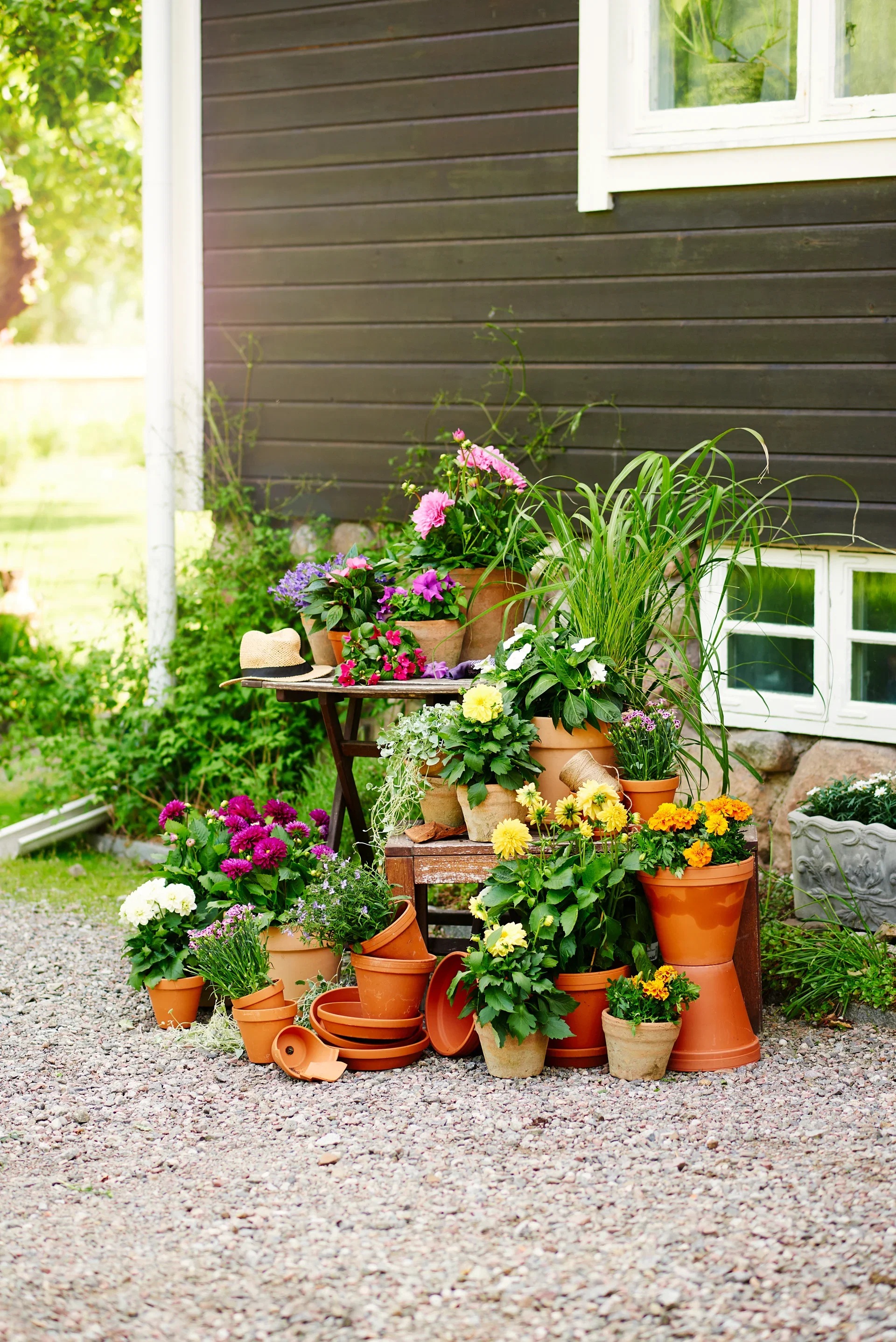 Georgine med fylte blomster