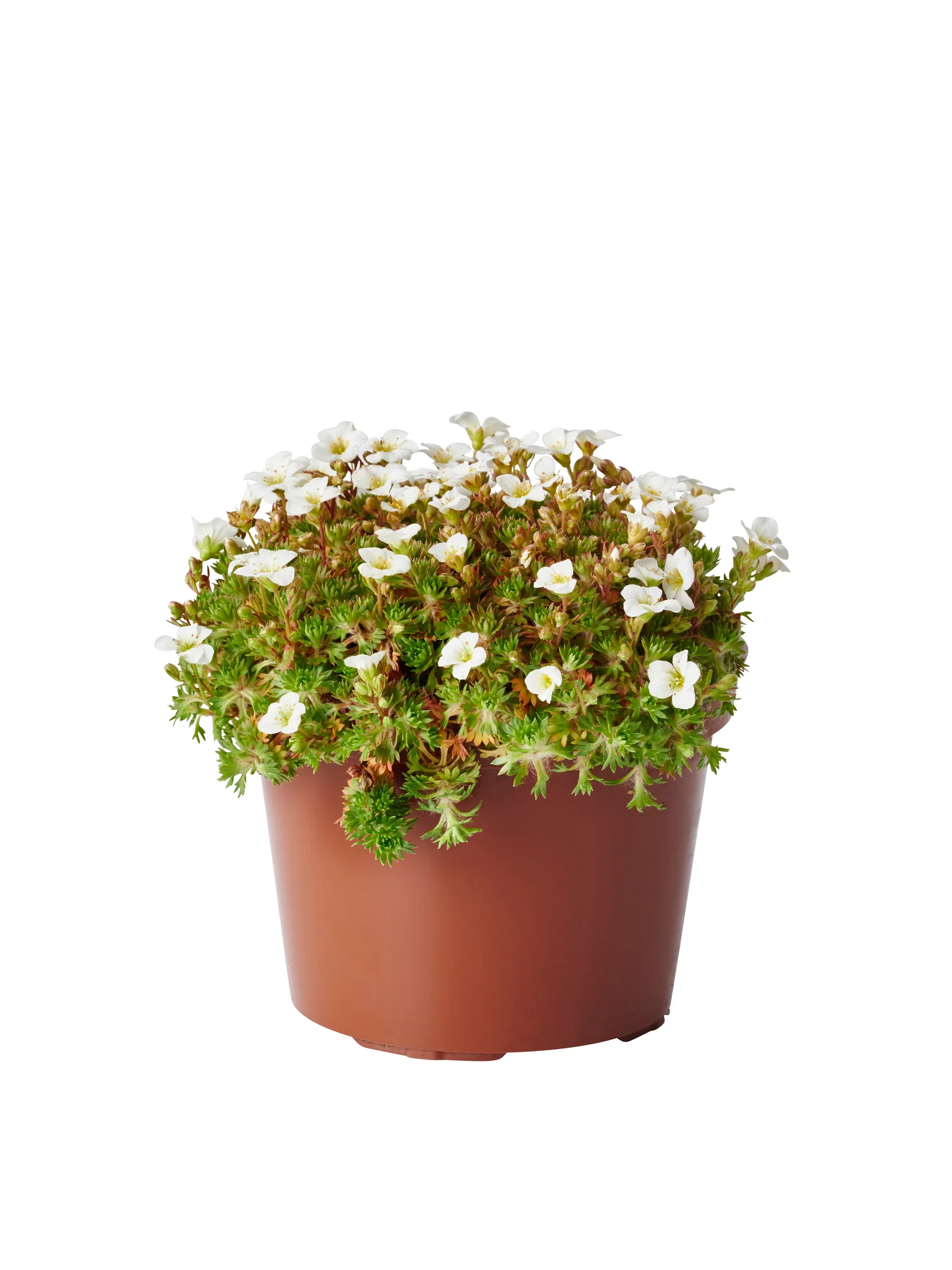 Saxifraga x arendsii 12cm