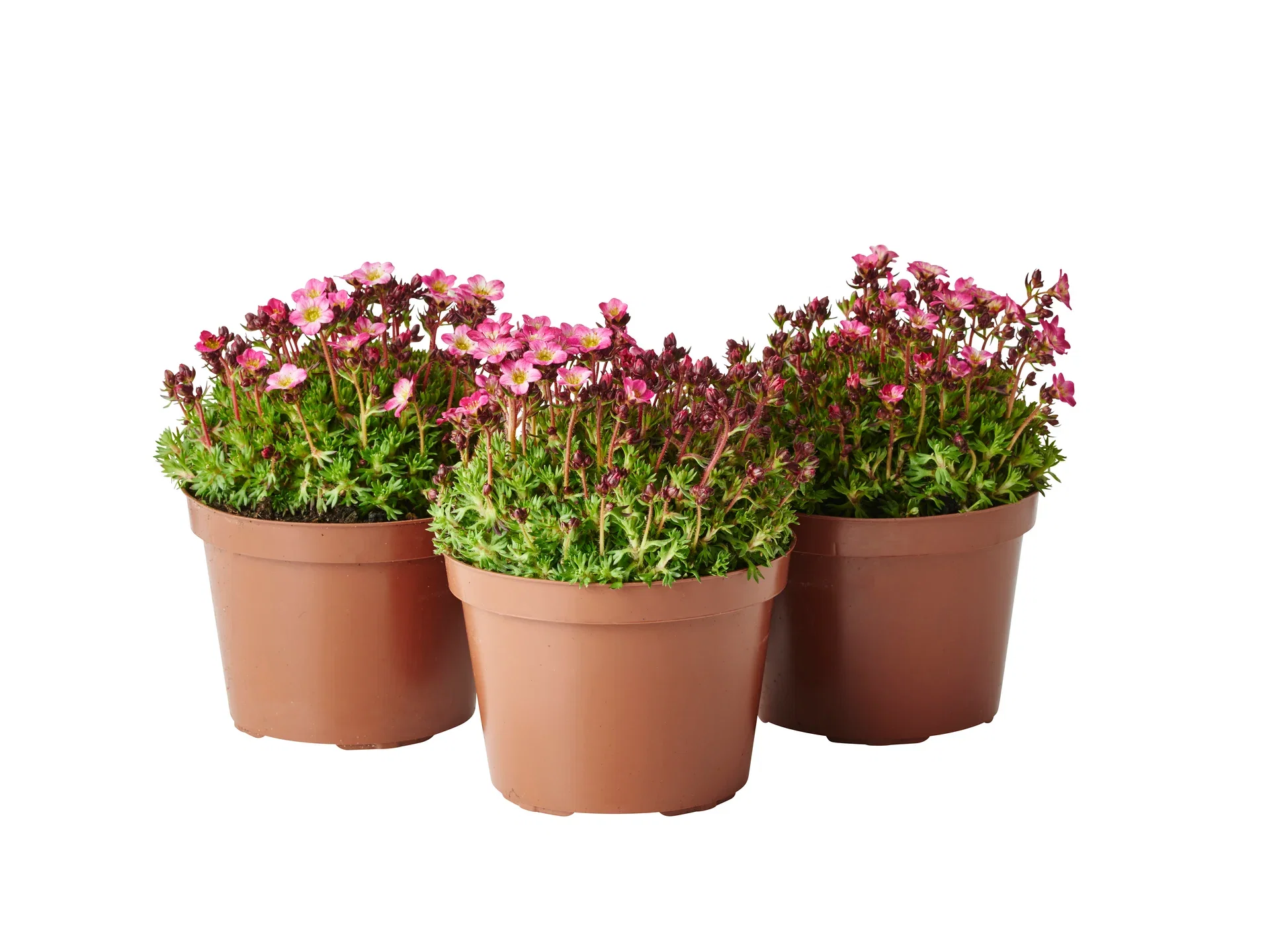 Saxifraga x arendsii 12cm