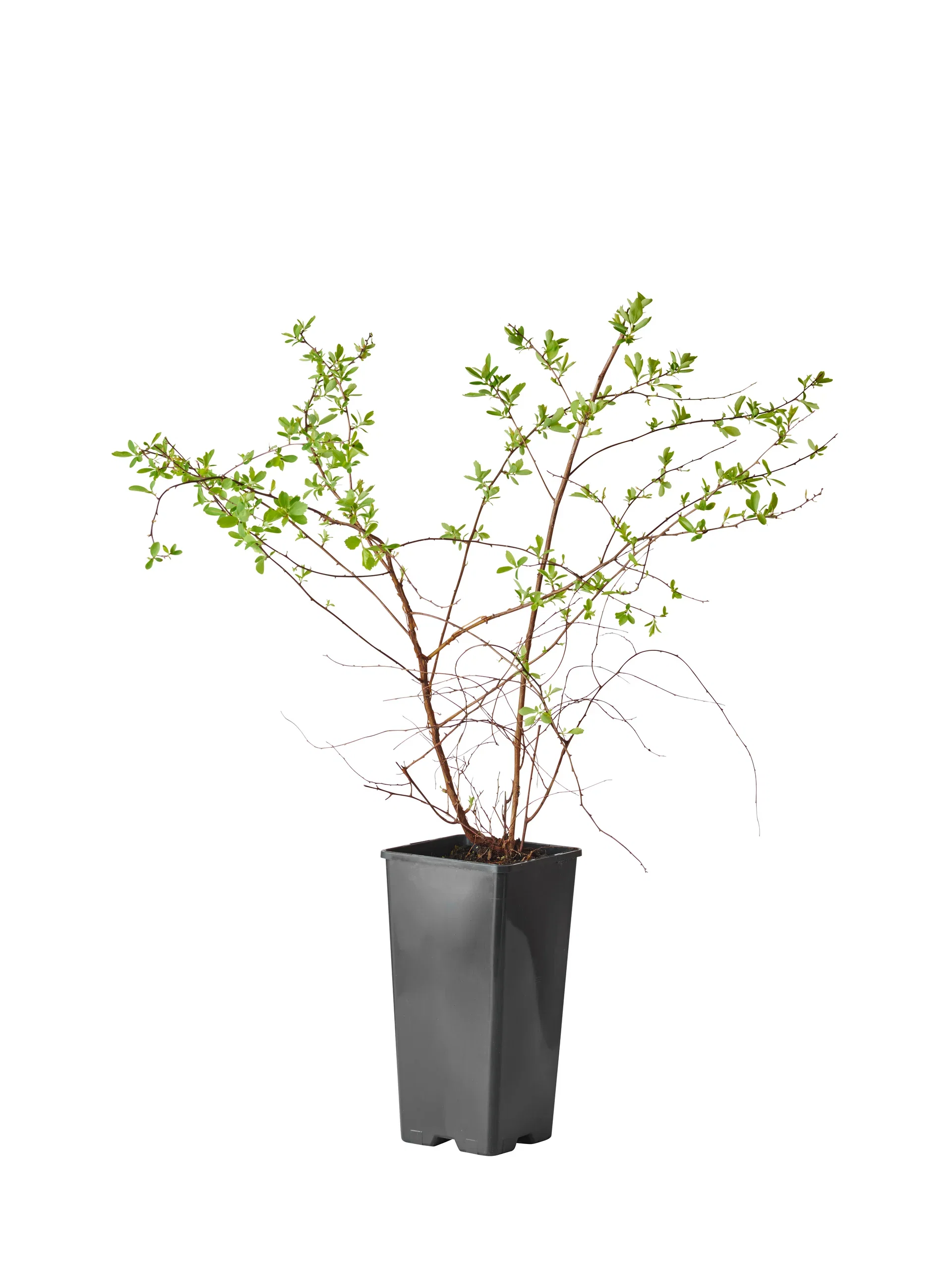 Spiraea x vanhouttei 2L