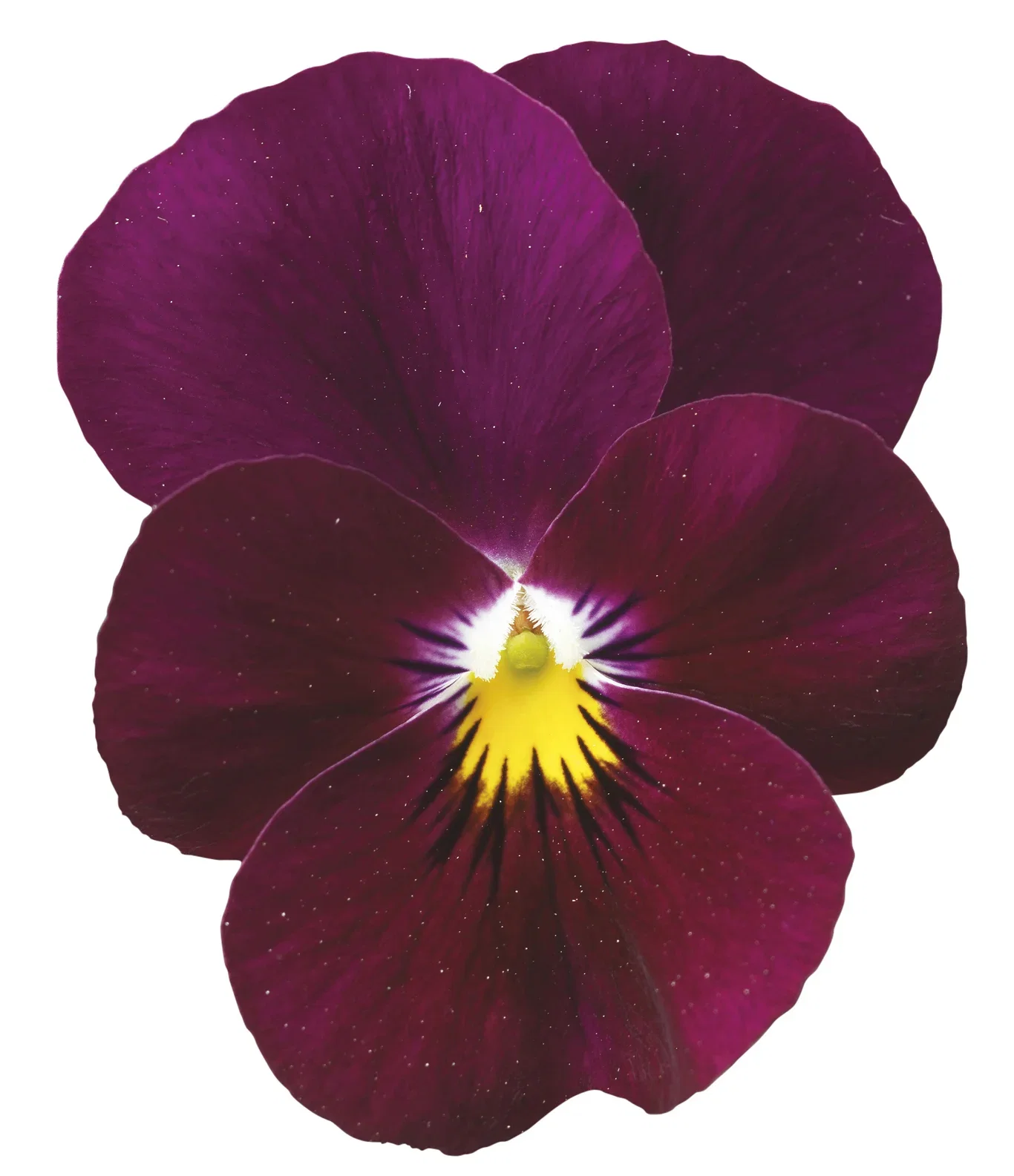 Stemor småblomstret