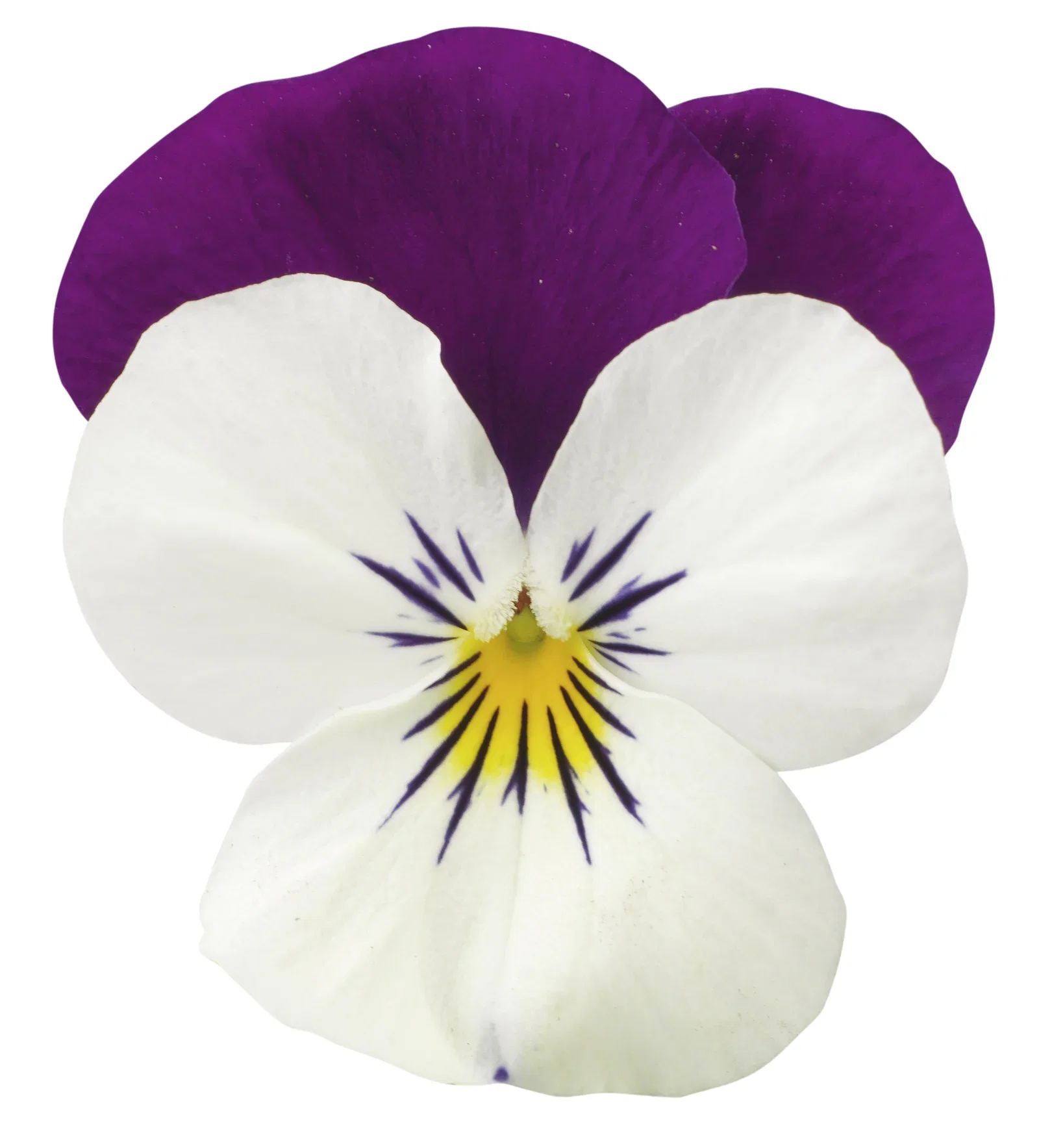 Stemor småblomstret