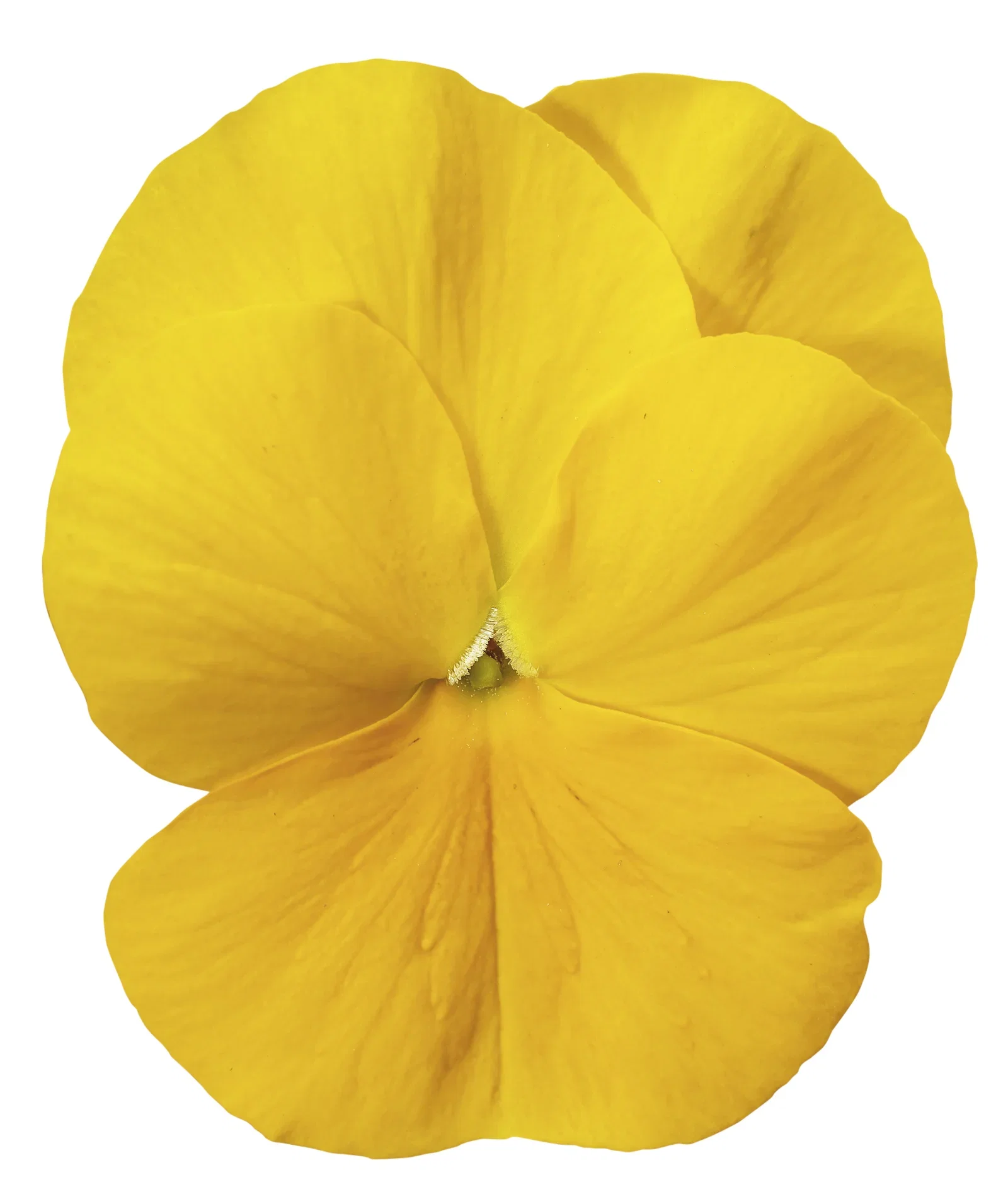 Viola small fl. Yellow/Orange fl. 6-pack