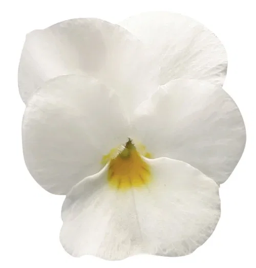 Stemor småblomstret