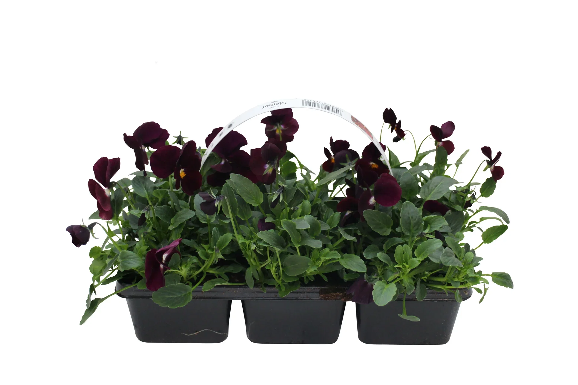 Stemor småblomstret