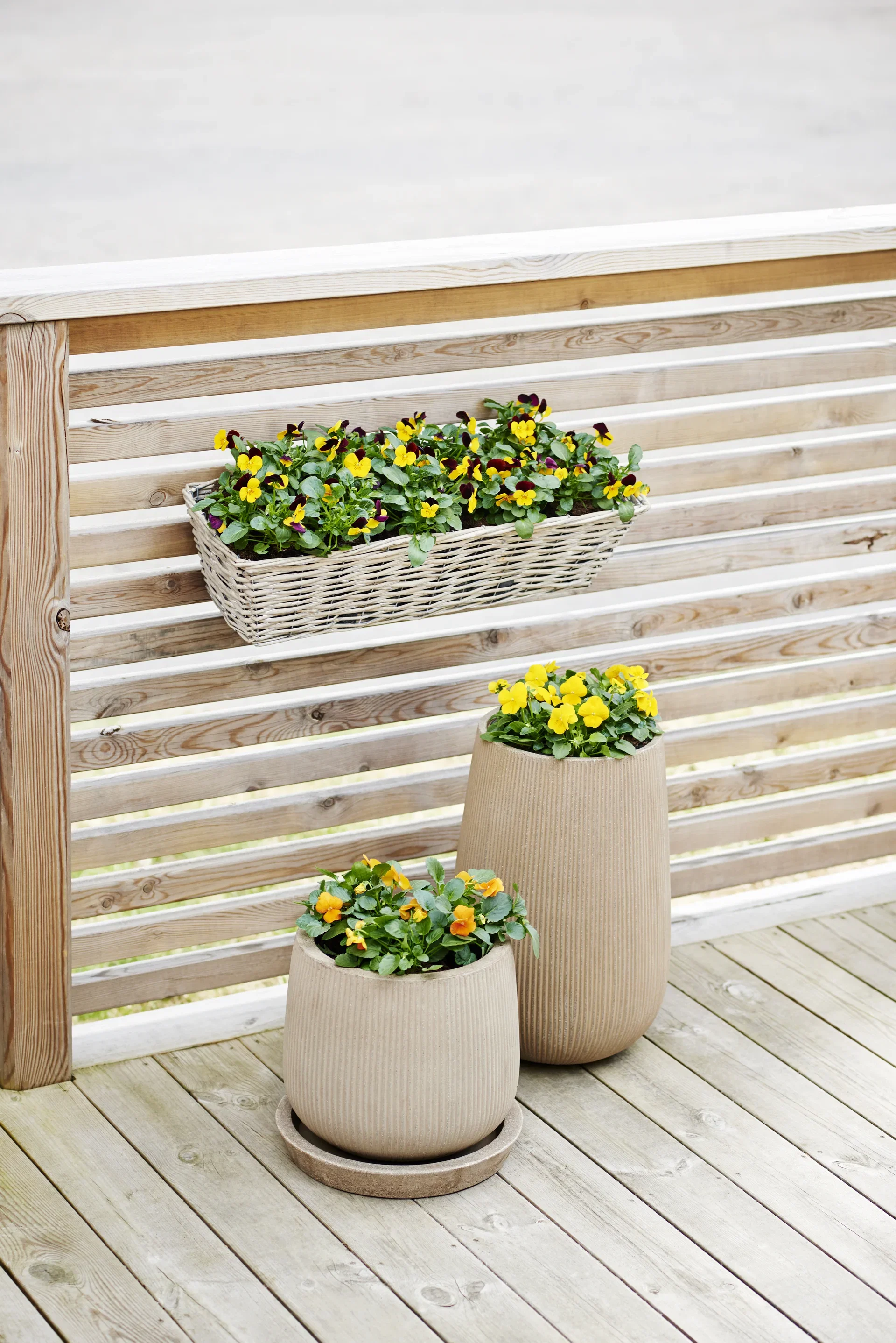 Viola small fl. Yellow/Orange fl. 6-pack