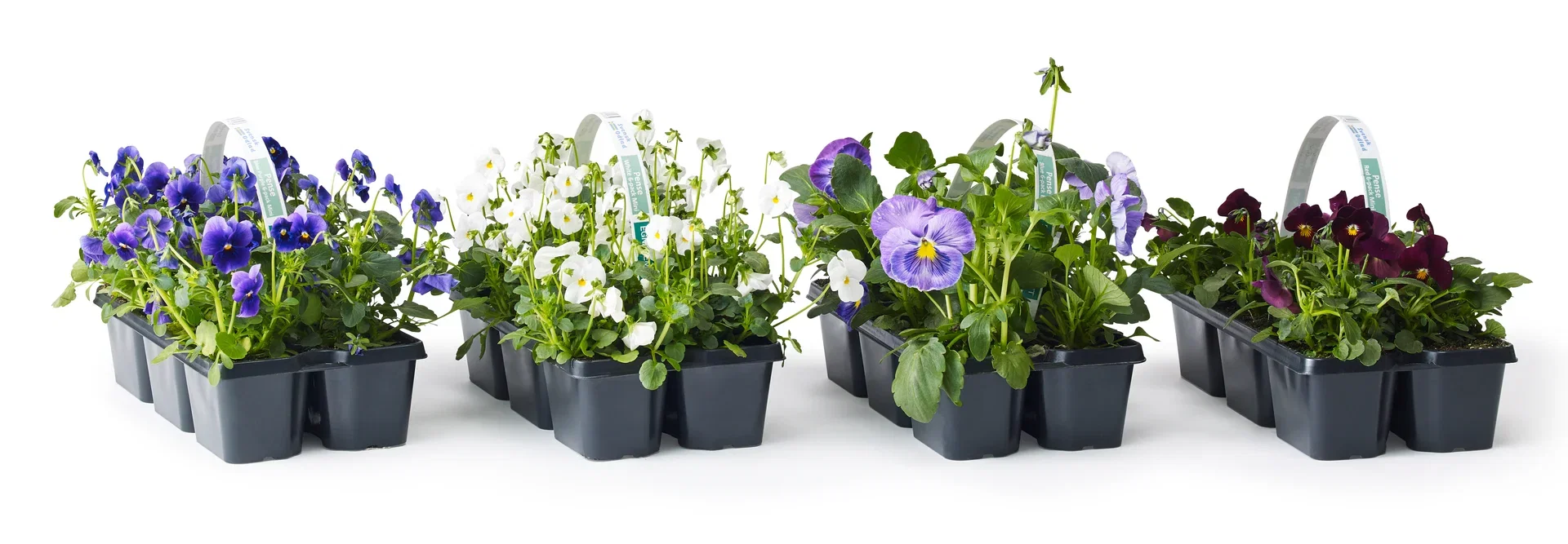 Stemor småblomstret