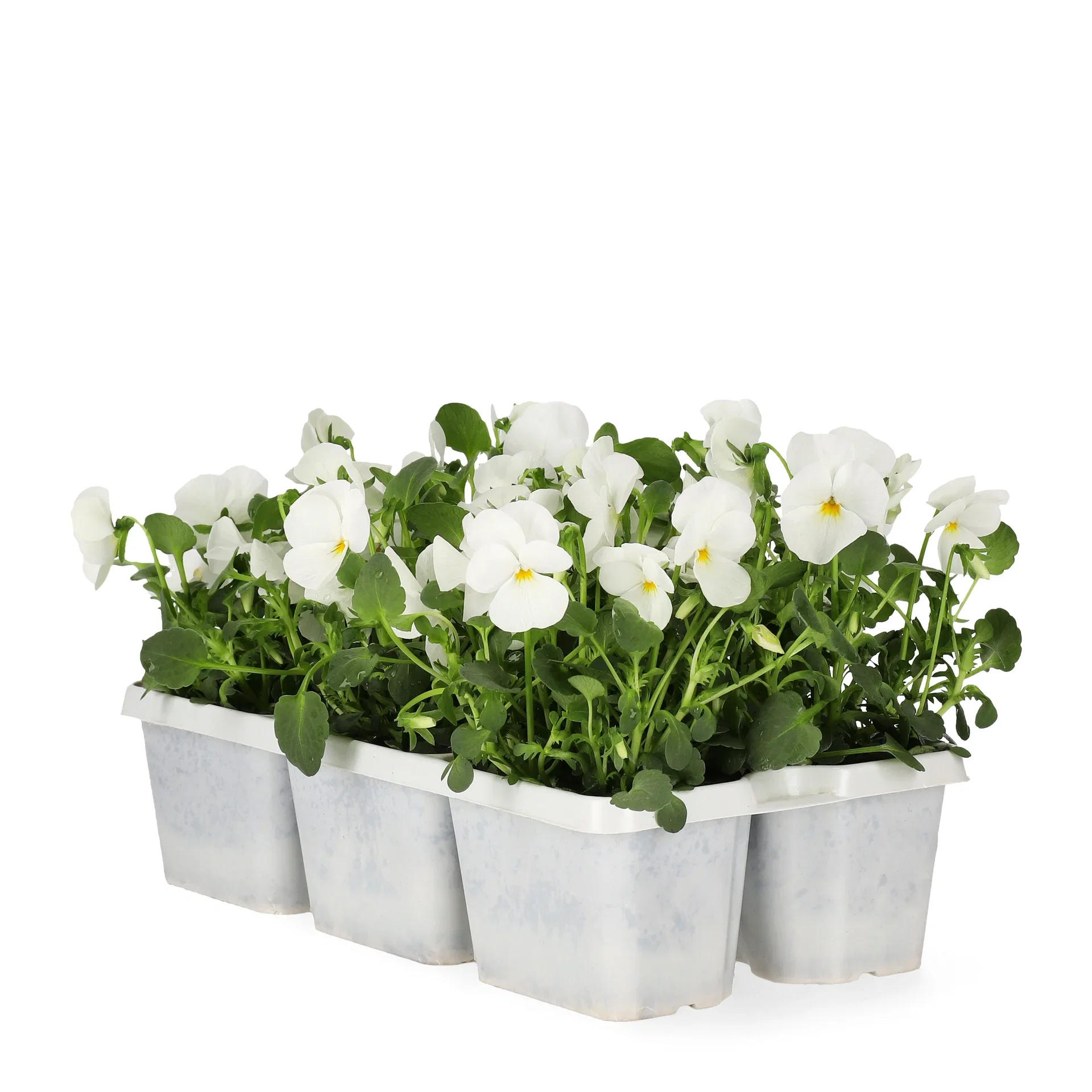 Stemor småblomstret