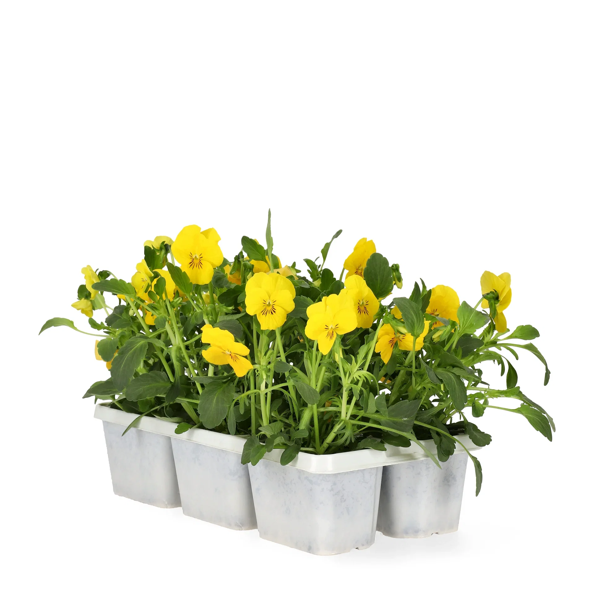 Viola small fl. Yellow/Orange fl. 6-pack