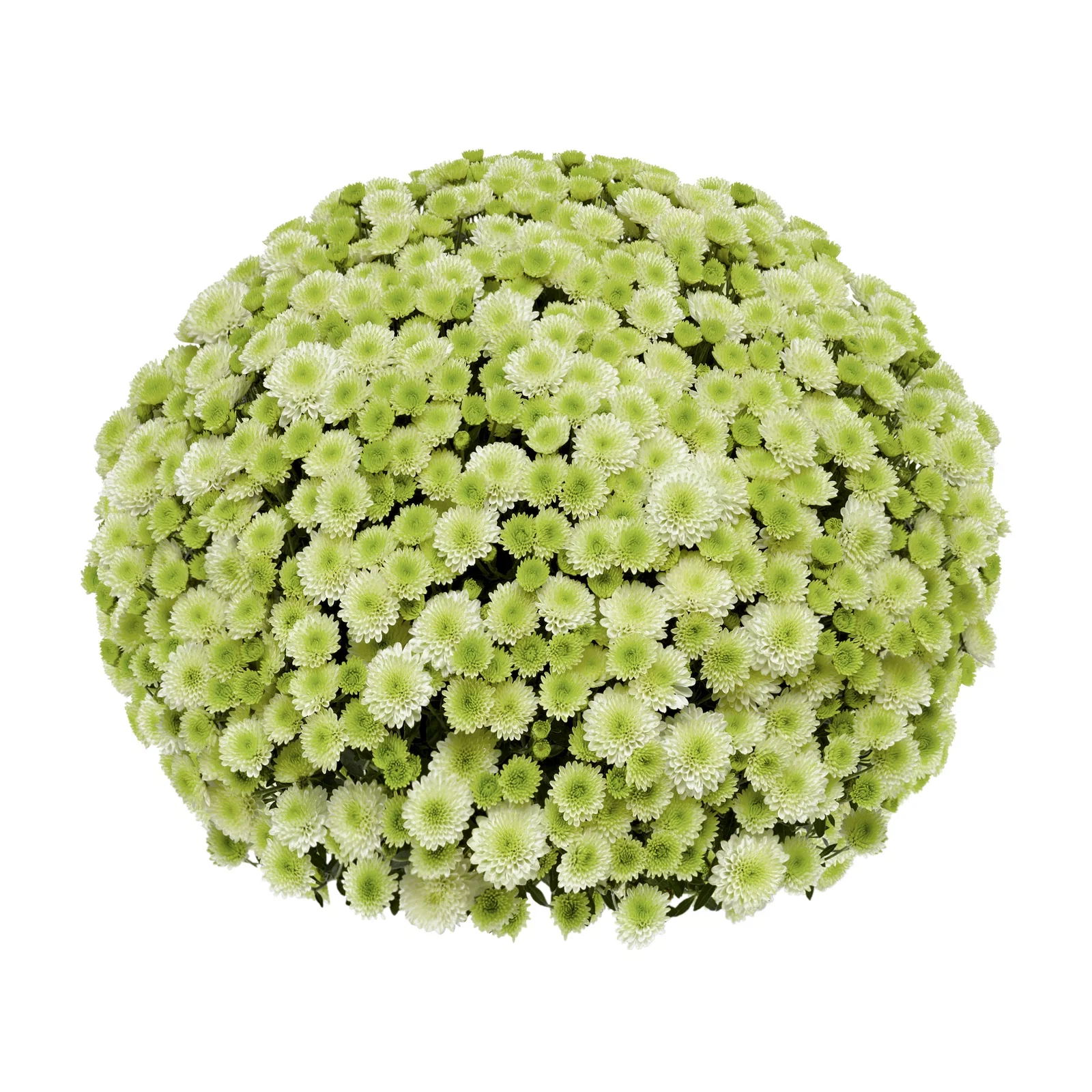 Frilandskrysantemum 'Primo Pistache'