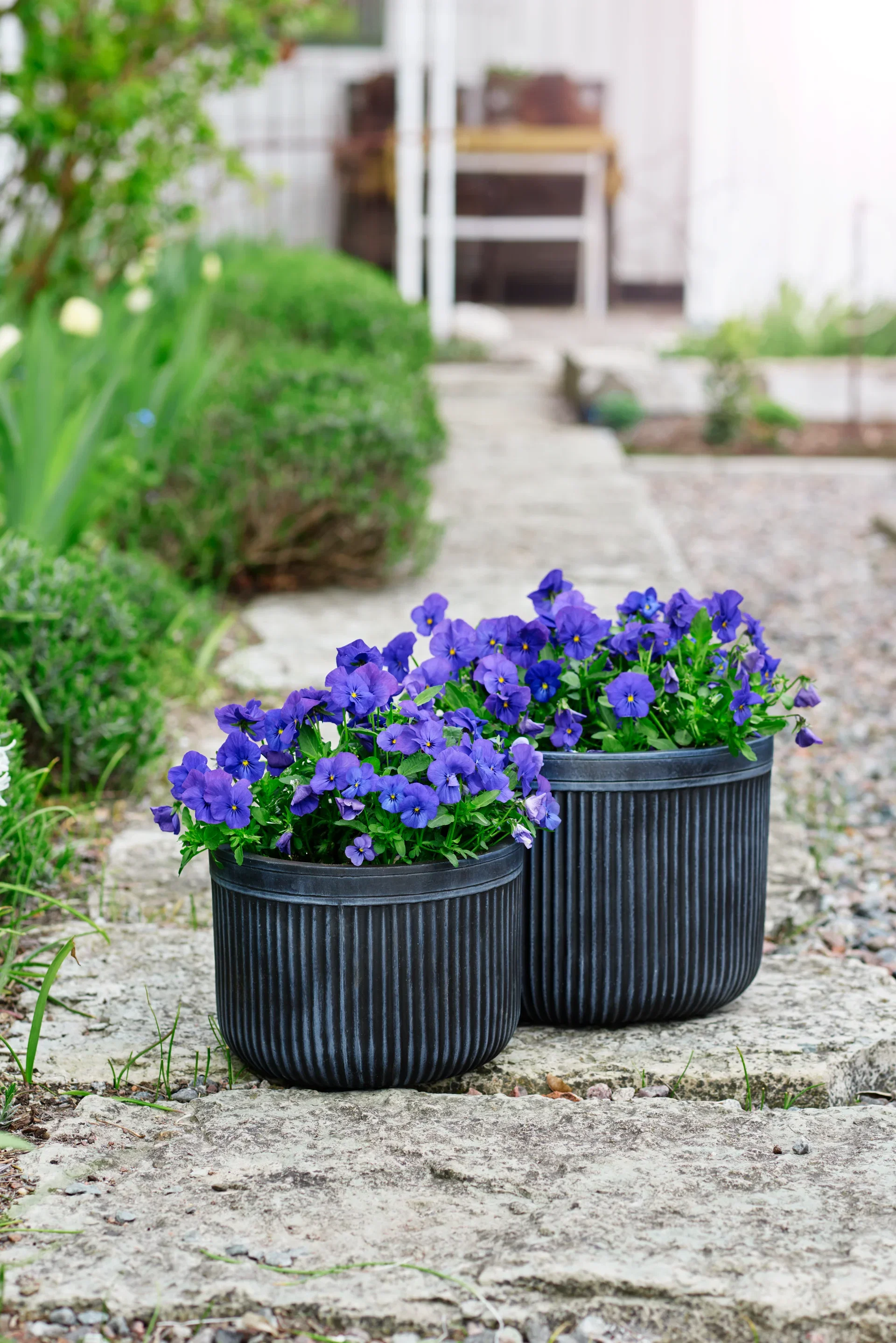 Stemor småblomstret