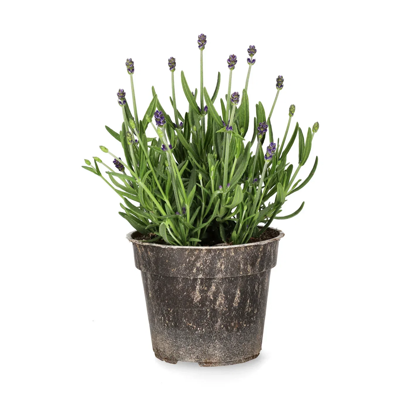 Lavendel 'Felice'