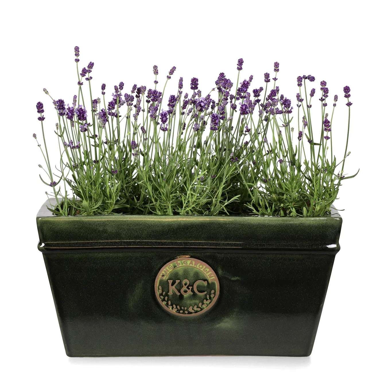Lavendel 'Felice'