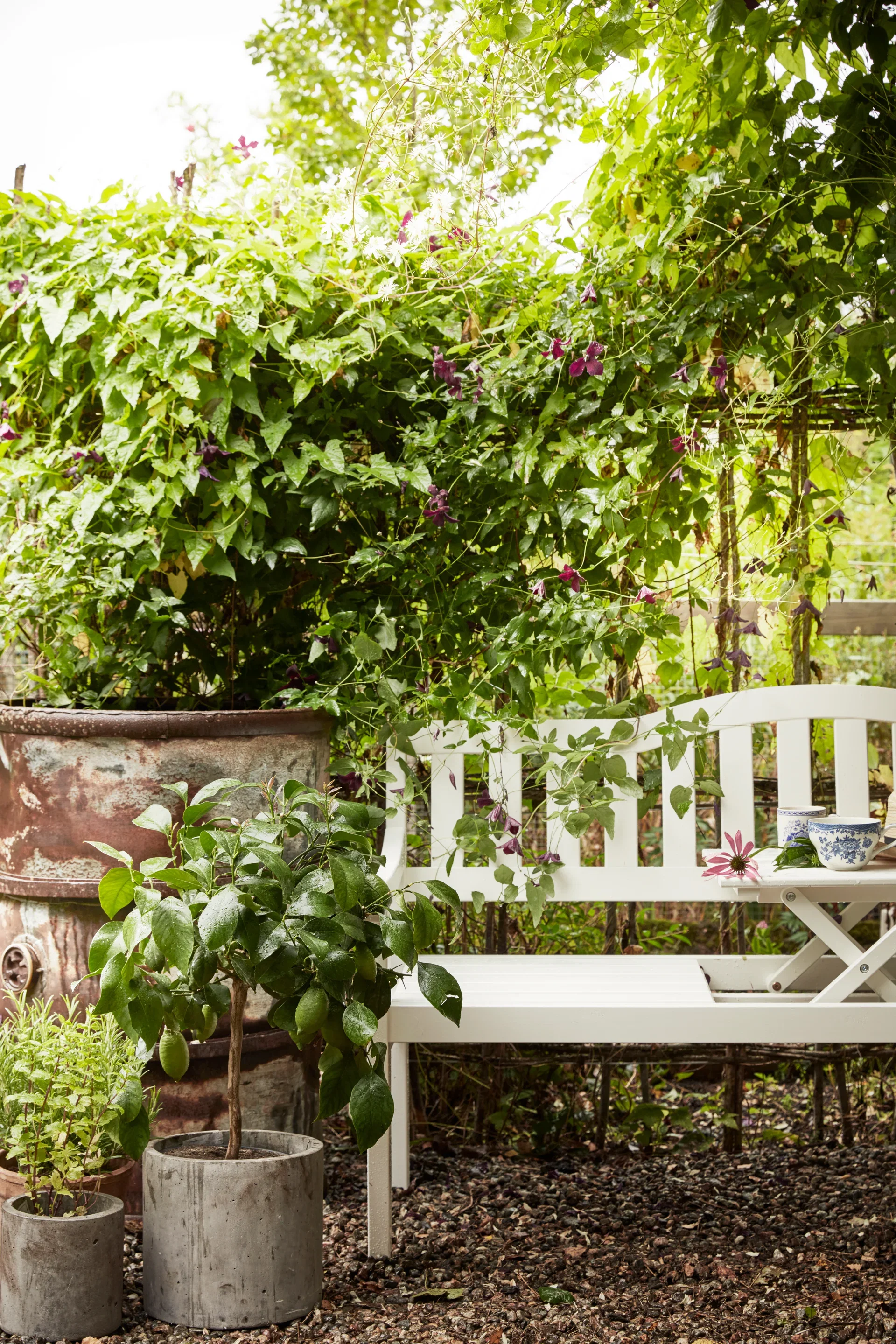 Oppstammet calamondin