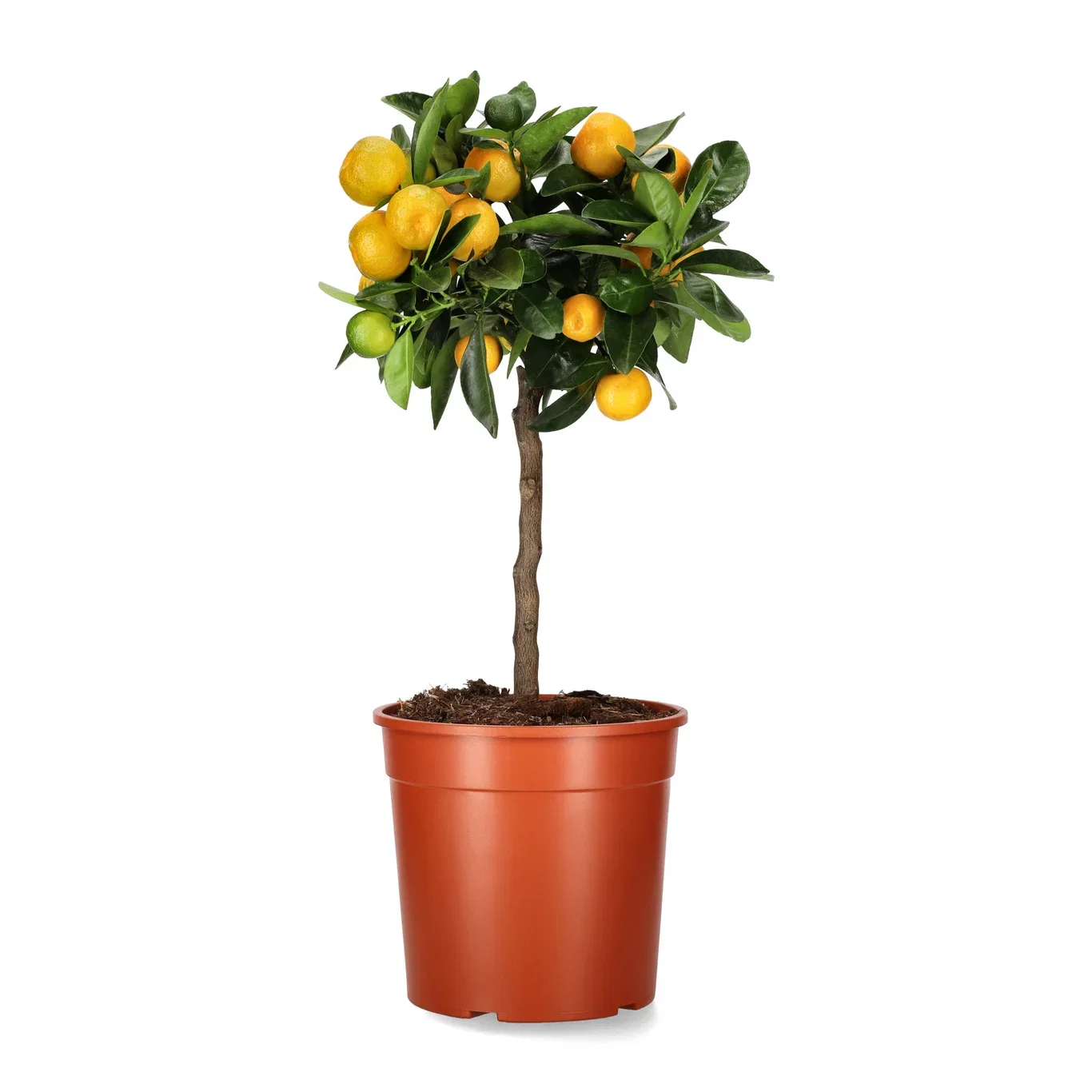 Oppstammet calamondin